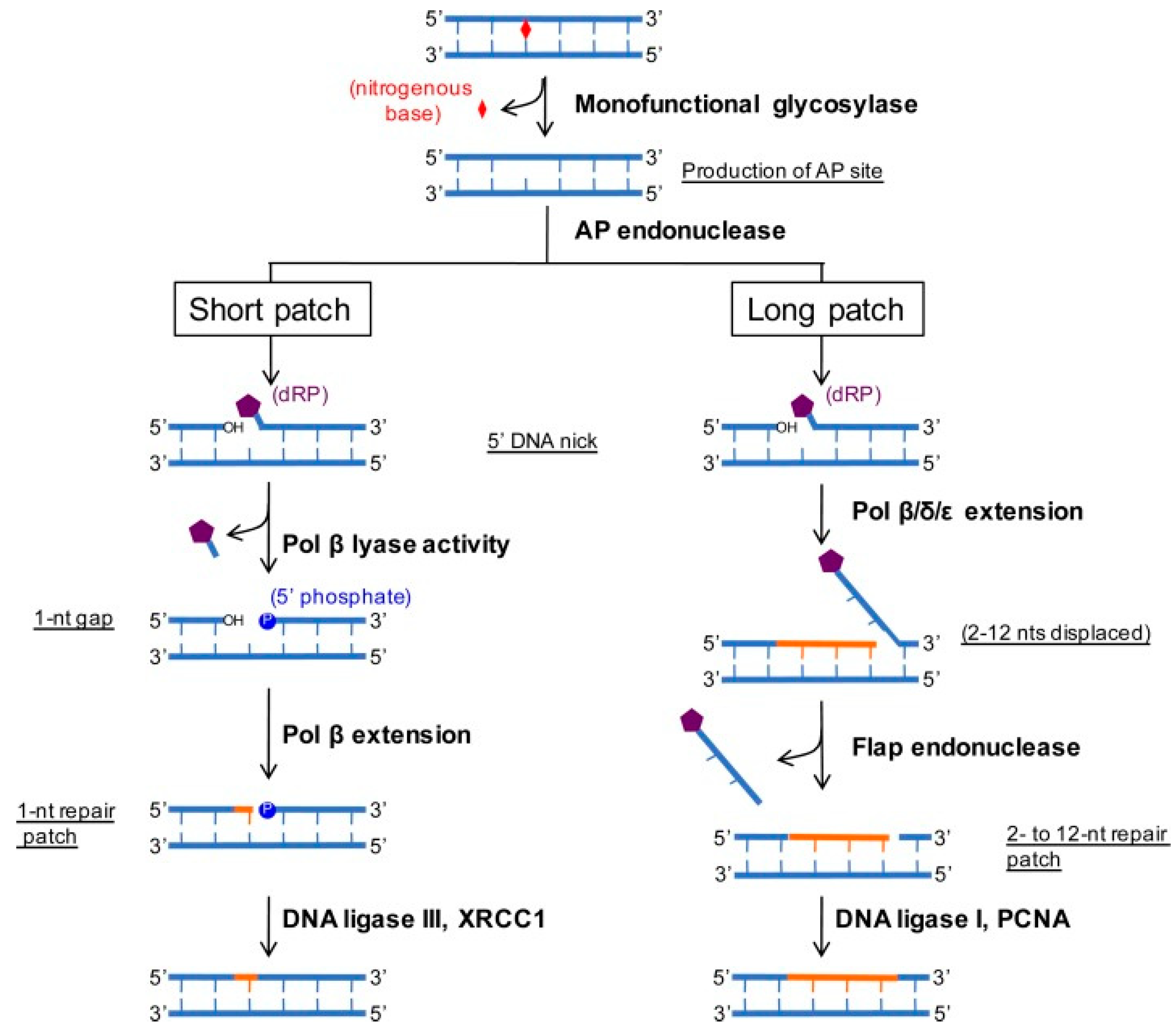 Pharmaceuticals 15 01475 g003