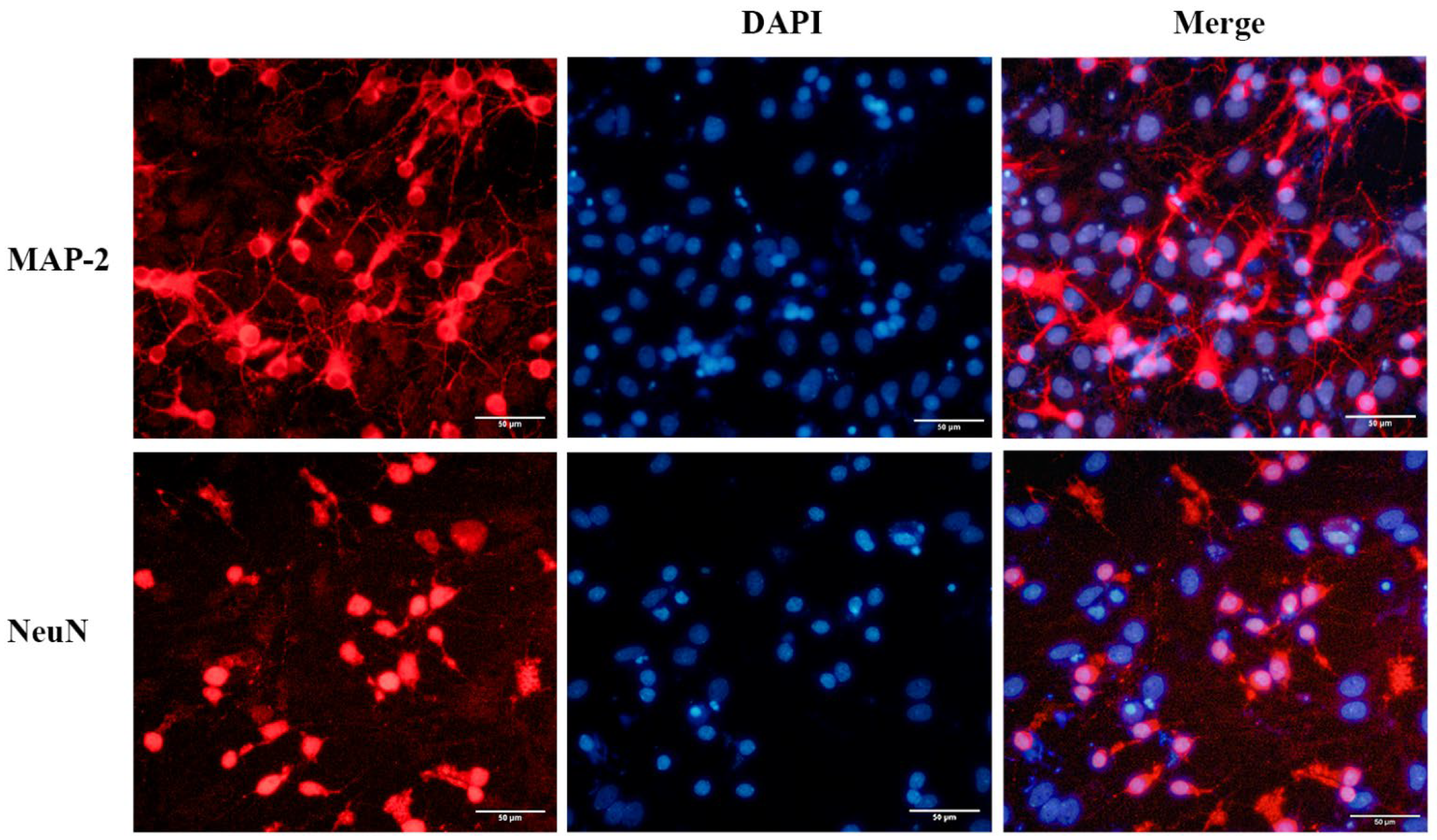 Pharmaceuticals 15 01481 g001