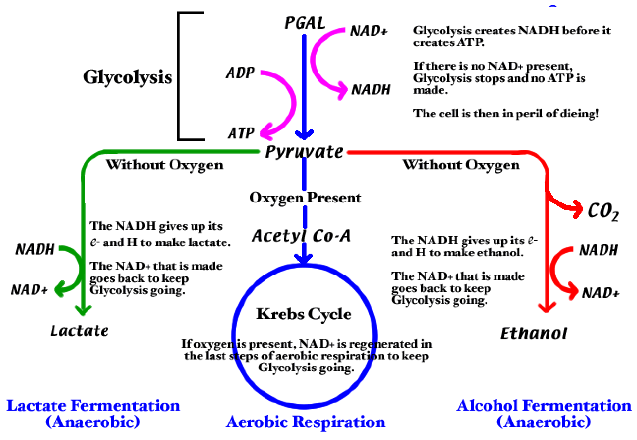 When a decision. Anaerobic respiration. Anaerobic respiration fermentation. Aerobic and anaerobic respiration. Glycolysis anaerobic and Aerobic respiration.