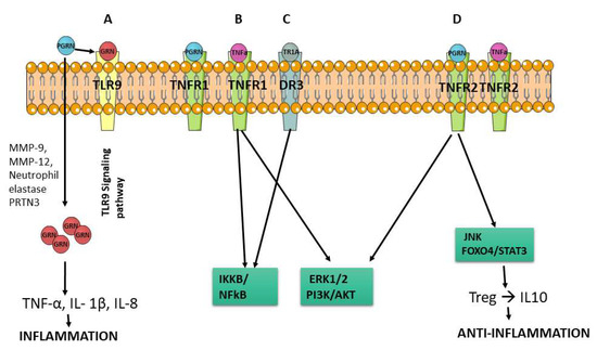 Pharmaceuticals | Free Full-Text | Progranulin in Musculoskeletal