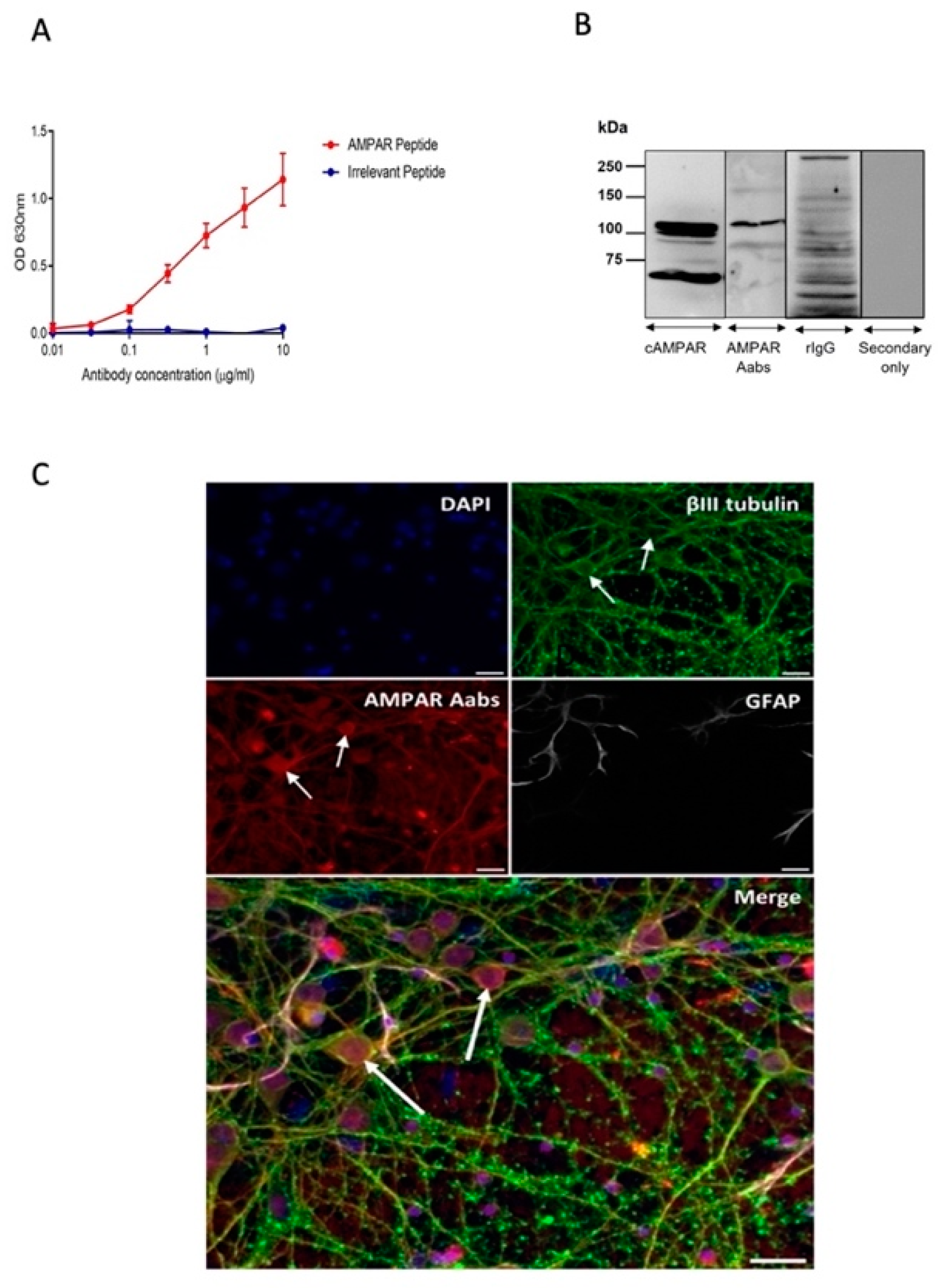 Pharmaceuticals | Free Full-Text | Anti-AMPA Receptor Autoantibodies Reduce  Excitatory Currents in Rat Hippocampal Neurons