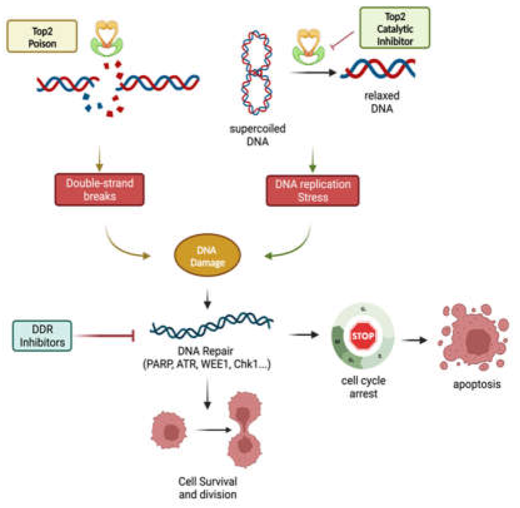 Pharmaceuticals Free Full Text The Implication Of Topoisomerase Ii