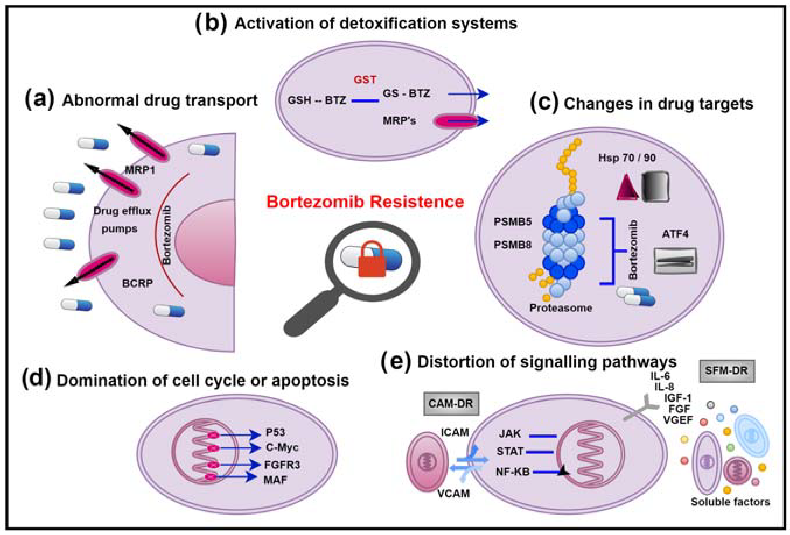 Pharmaceuticals Free FullText Review on Bortezomib Resistance in