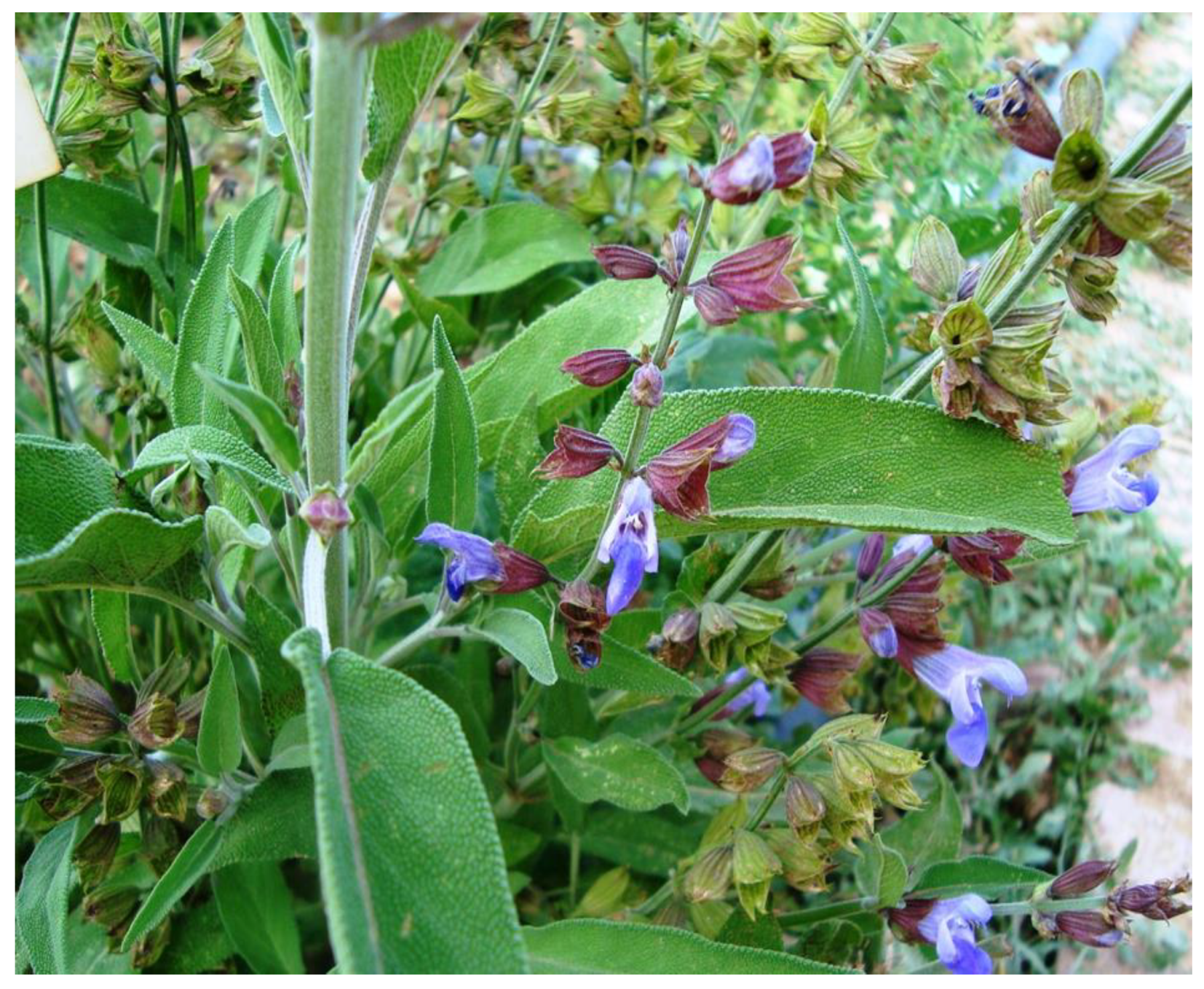 Pharmaceuticals | Free Full-Text | A Focused Review on Cognitive  Improvement by the Genus Salvia L. (Sage)&mdash;From Ethnopharmacology to  Clinical Evidence