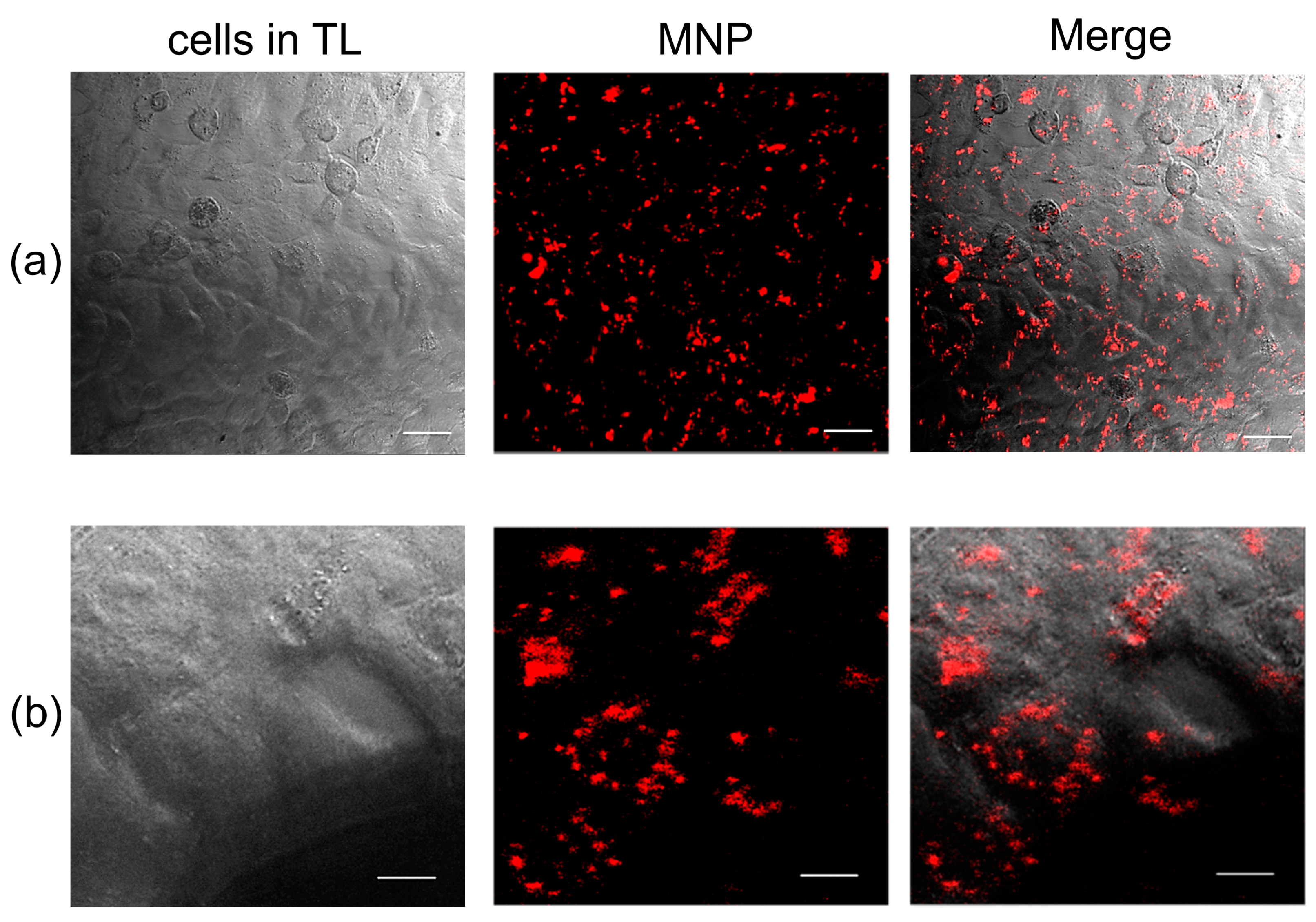 Pharmaceuticals 16 00200 g002 Pharmaceuticals 16 00200 g002