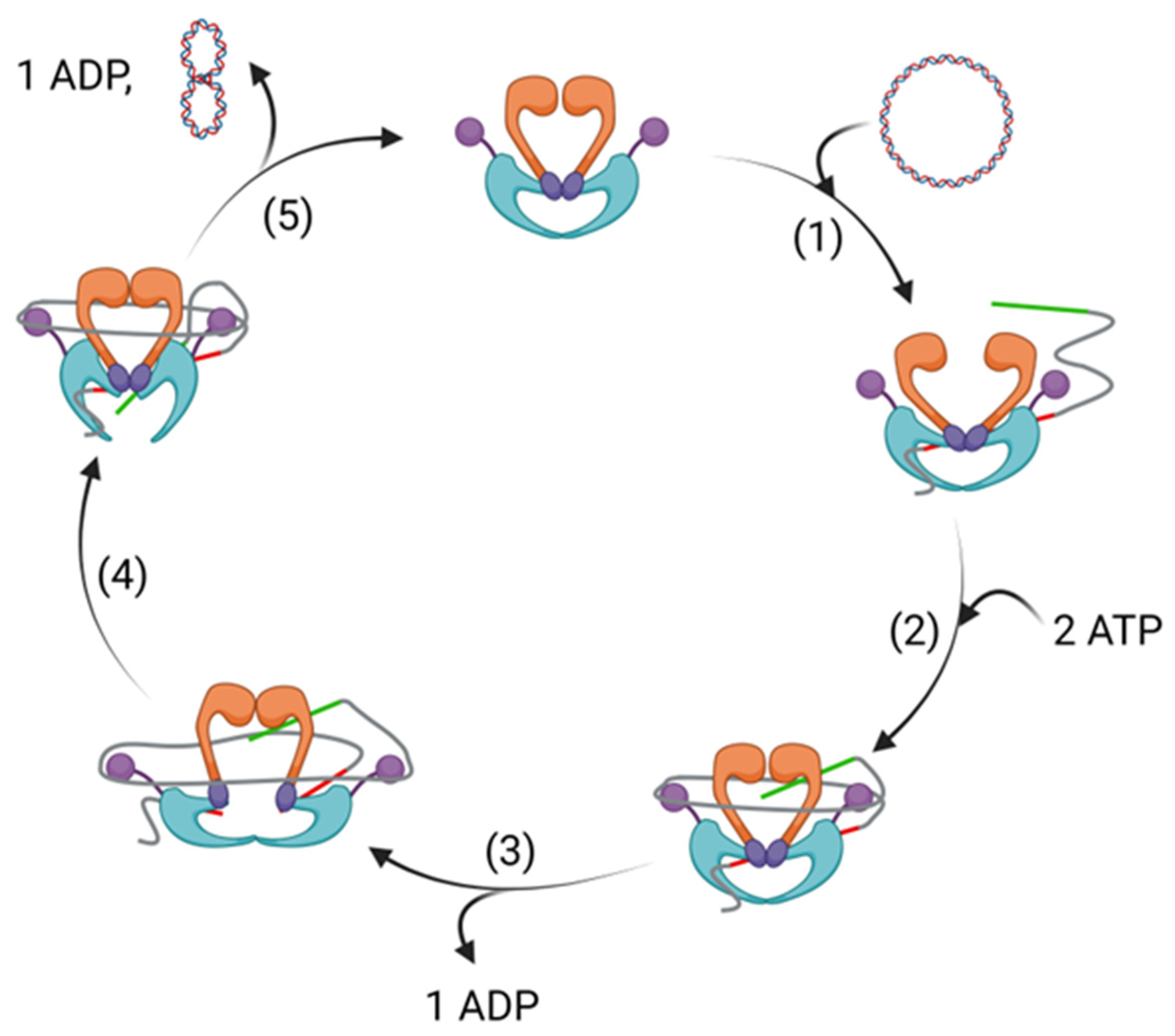 Pharmaceuticals | Free Full-Text | Developments in Non-Intercalating  Bacterial Topoisomerase Inhibitors: Allosteric and ATPase Inhibitors of DNA  Gyrase and Topoisomerase IV