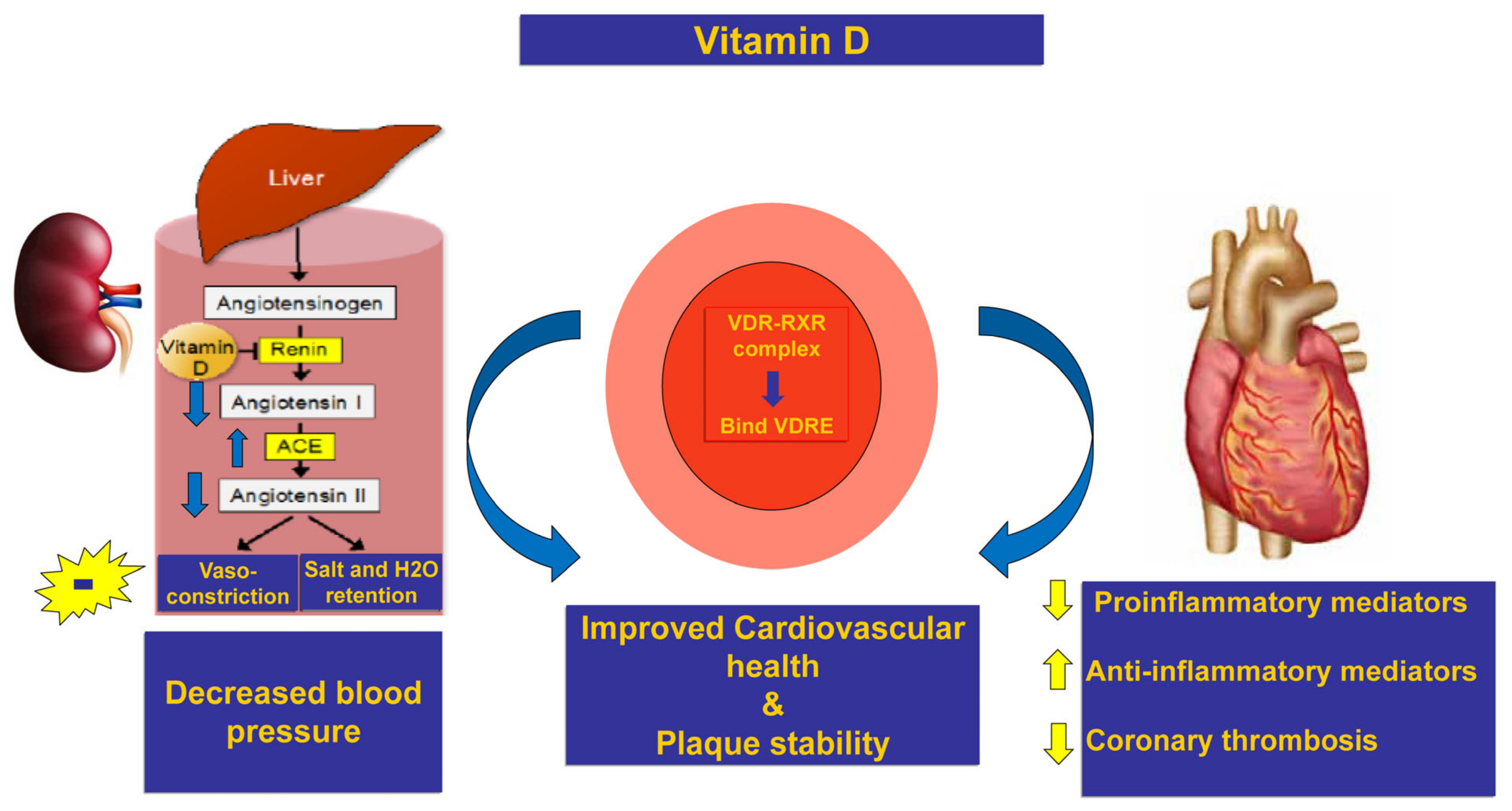 Pharmaceuticals | Free Full-Text | Impact of Vitamin D Supplementation on  the Clinical Outcomes and Epigenetic Markers in Patients with Acute  Coronary Syndrome