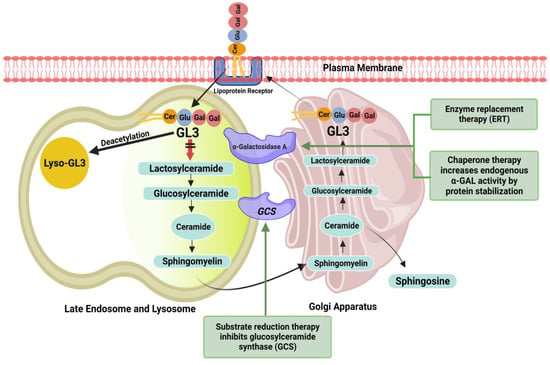 Pharmaceuticals | Free Full-Text | Treatment Of Fabry Disease ...