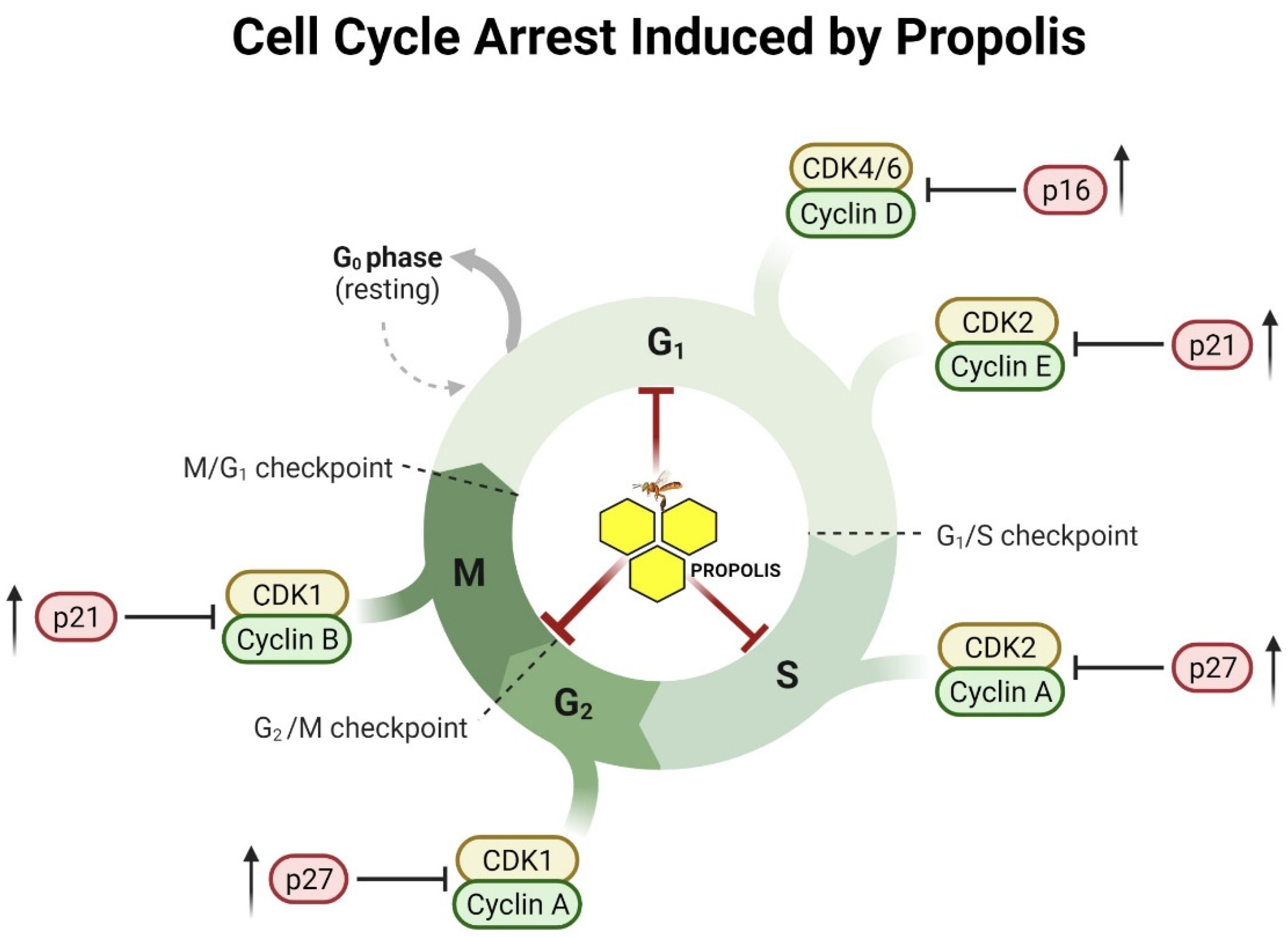 Pharmaceuticals 16 00450 g004