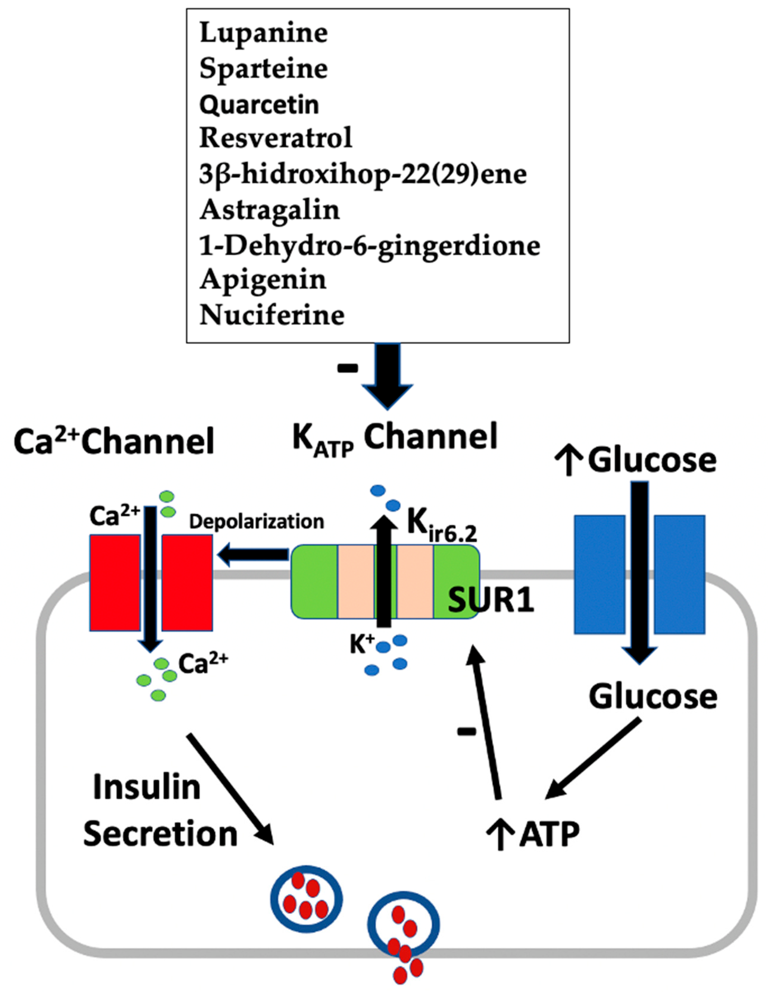 Effects of a Ganoderma lucidum Proteoglycan on Type 2 Diabetic Rats and the  Recovery of Rat Pancreatic Islets