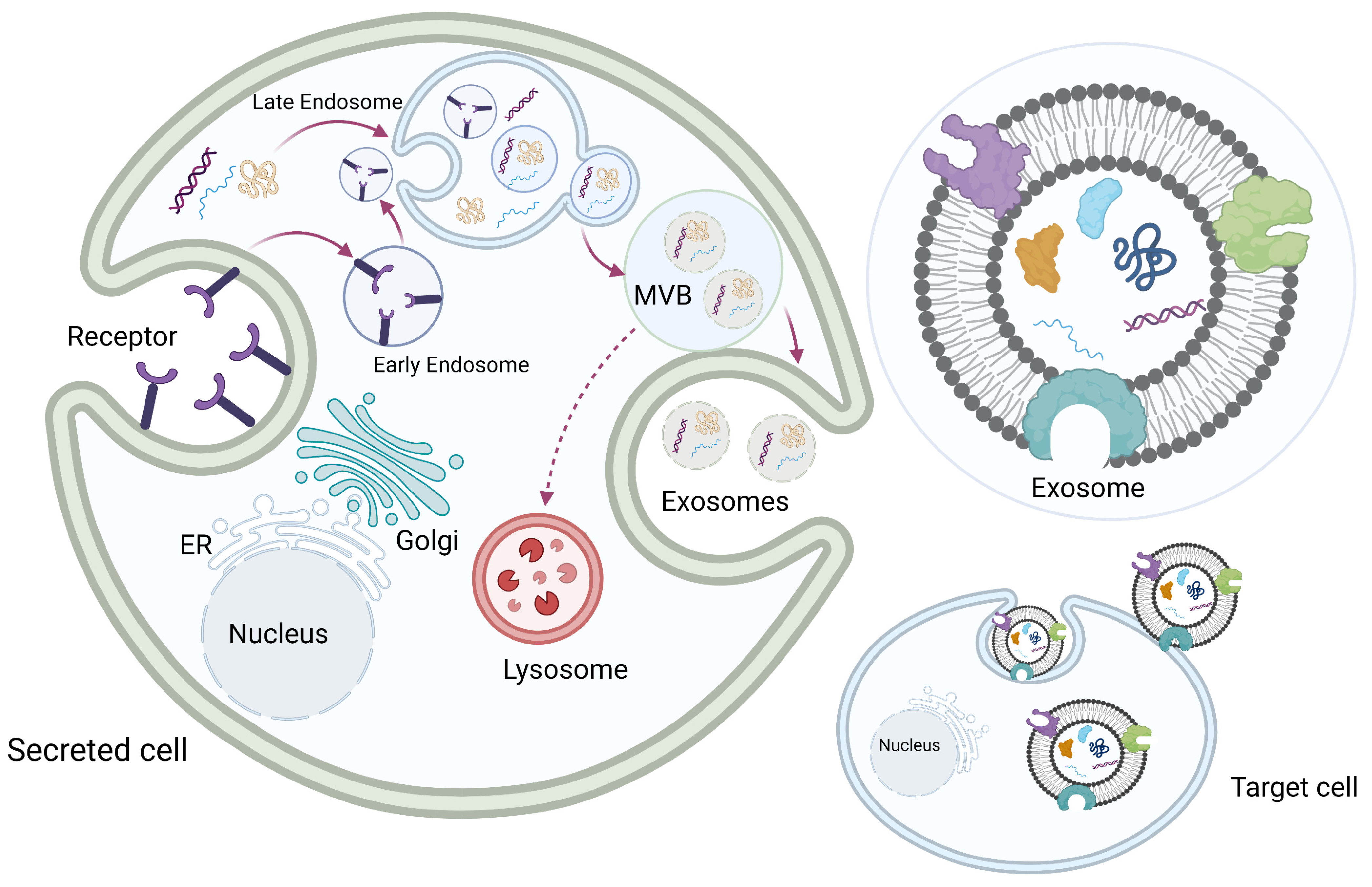 Pharmaceuticals 16 00571 g002