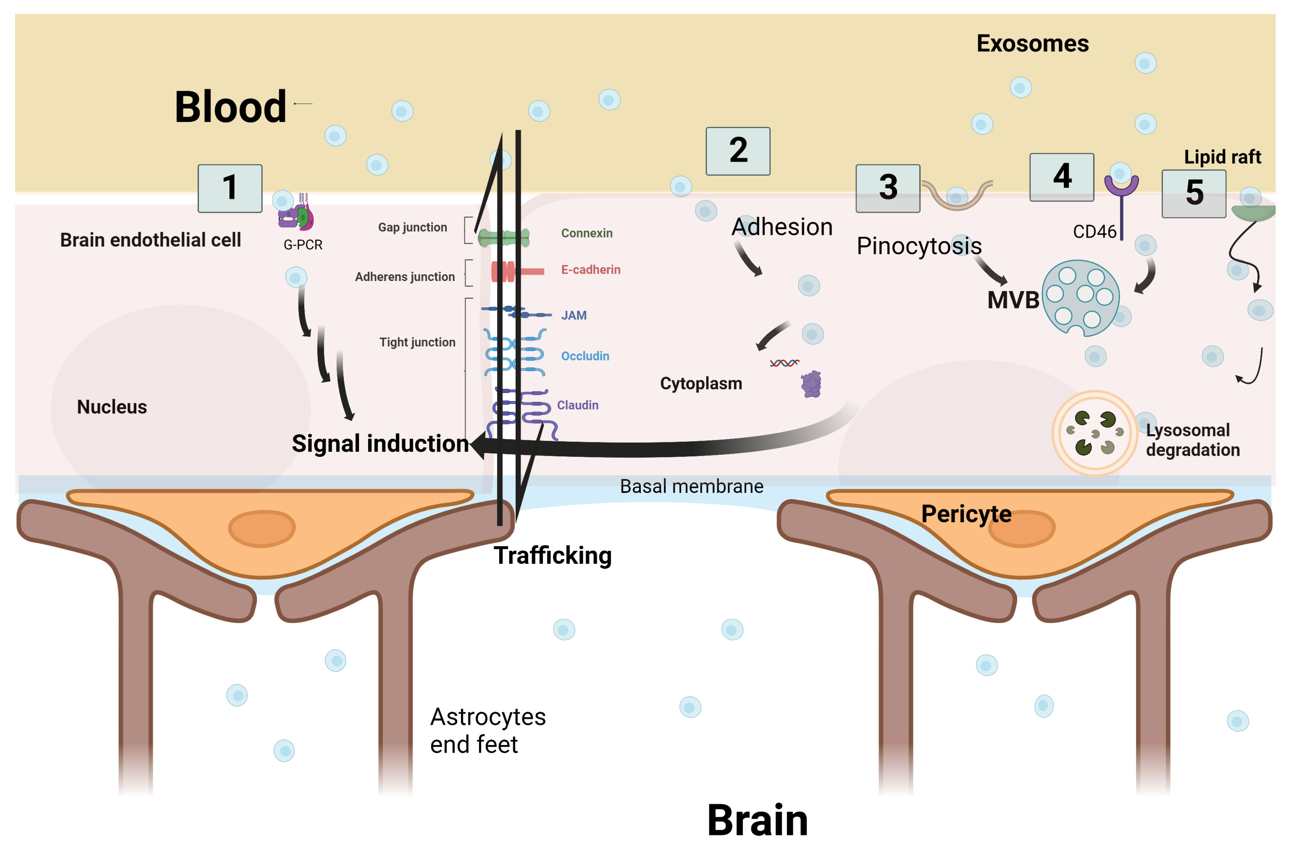 Pharmaceuticals 16 00571 g003