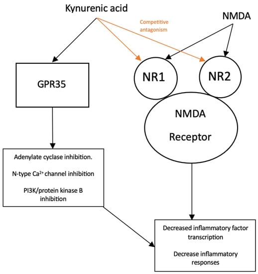 Pharmaceuticals | Free Full-Text | Kynurenine Pathway Metabolites as ...