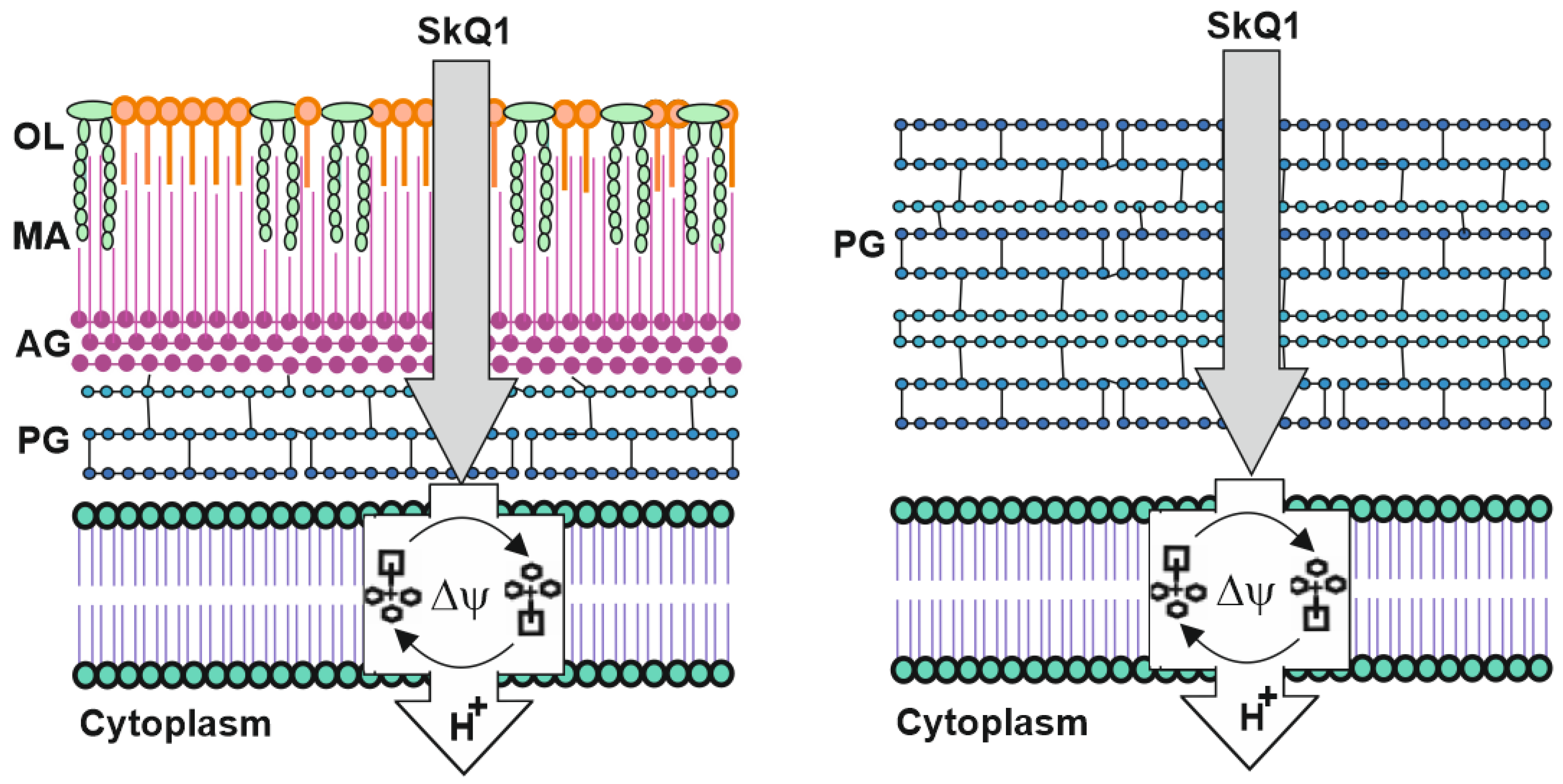Pharmaceuticals 16 00688 g006 Pharmaceuticals 16 00688 g006