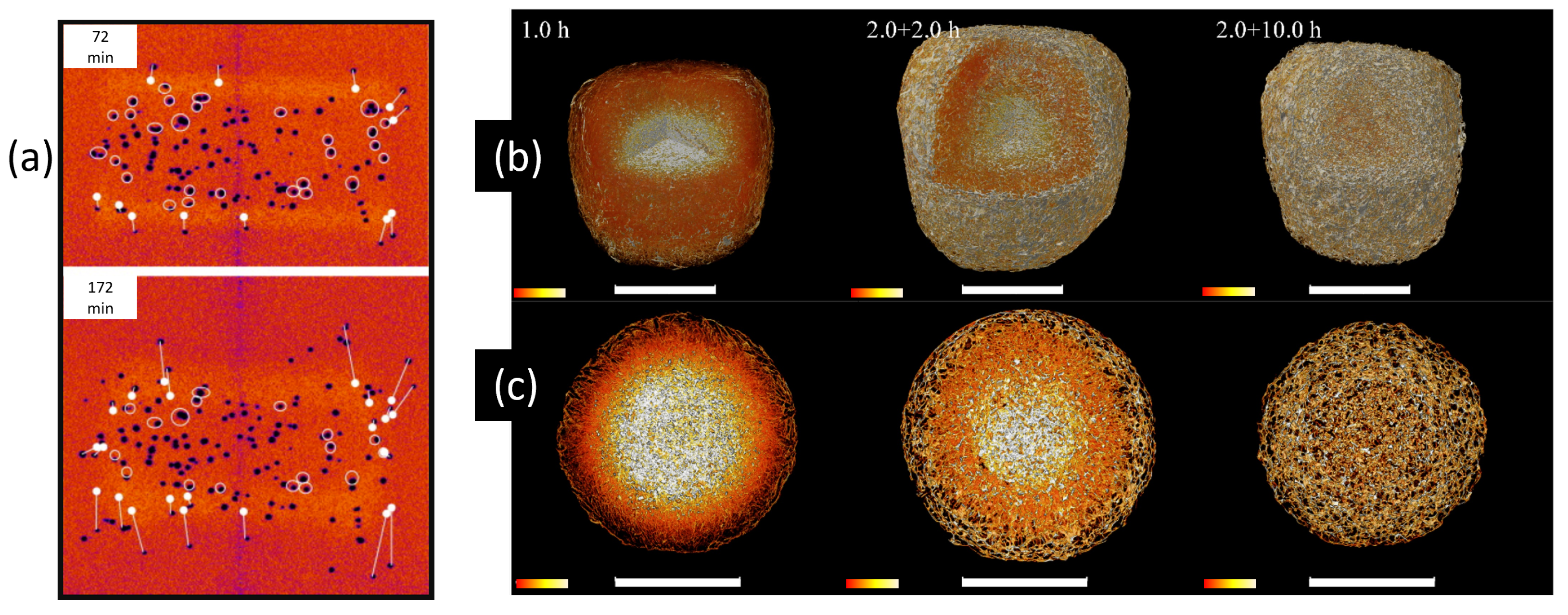 Pharmaceuticals 16 00733 g009