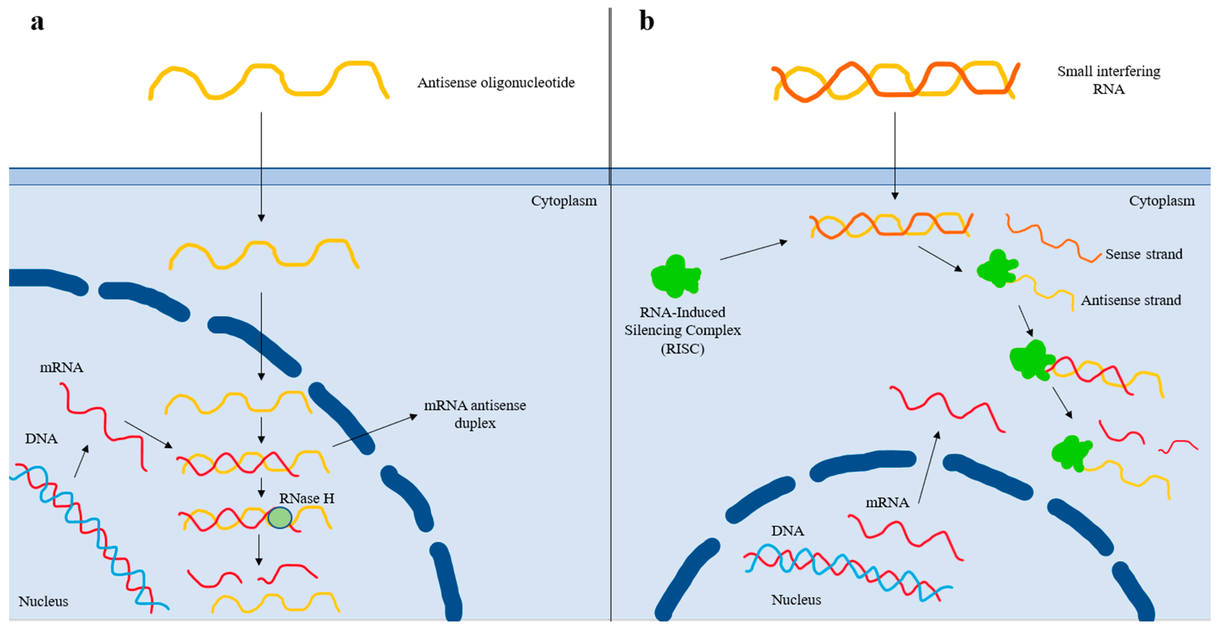 Pharmaceuticals 16 00750 g002 Pharmaceuticals 16 00750 g002