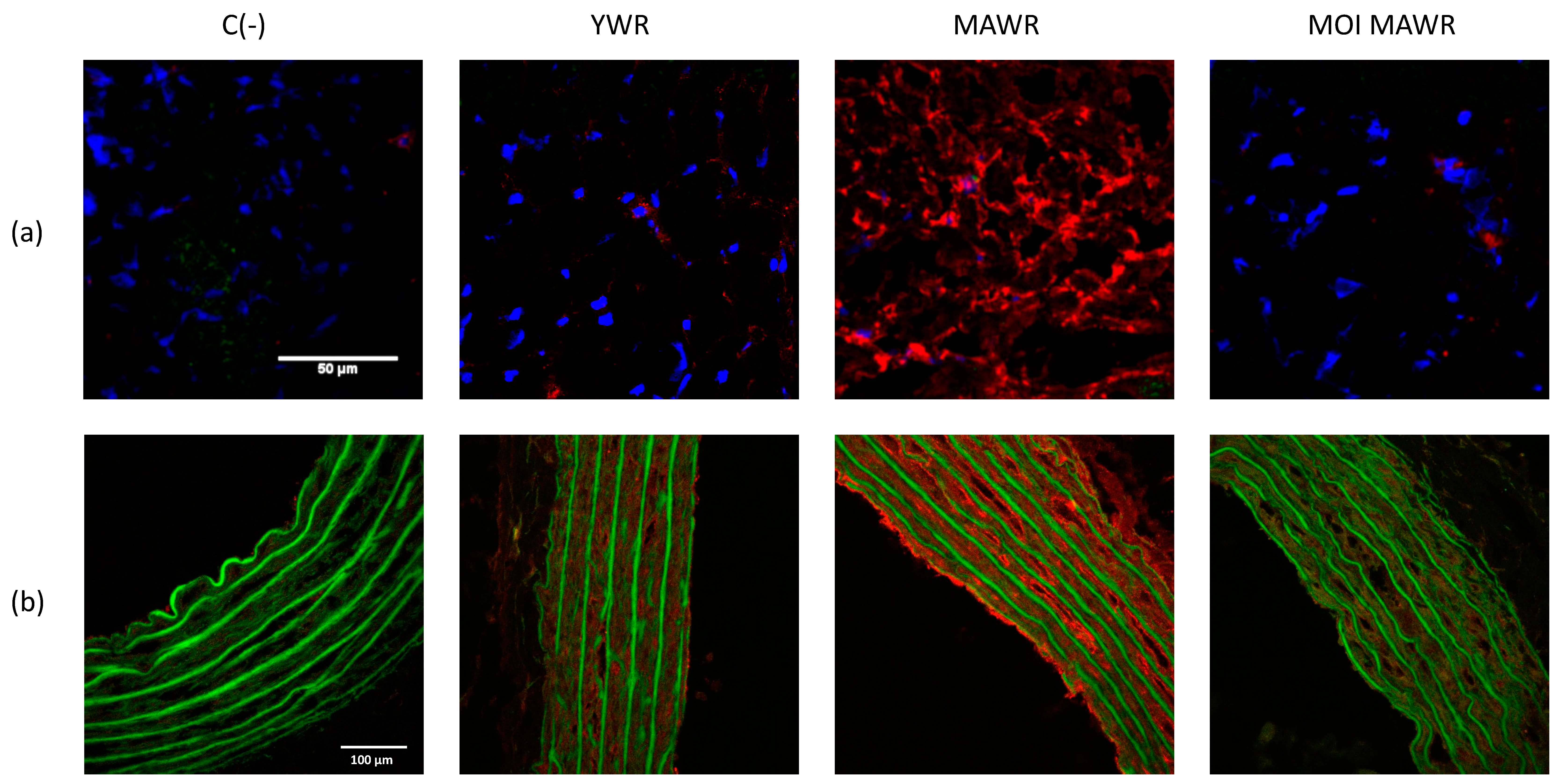 Pharmaceuticals 16 00761 g005 Pharmaceuticals 16 00761 g005