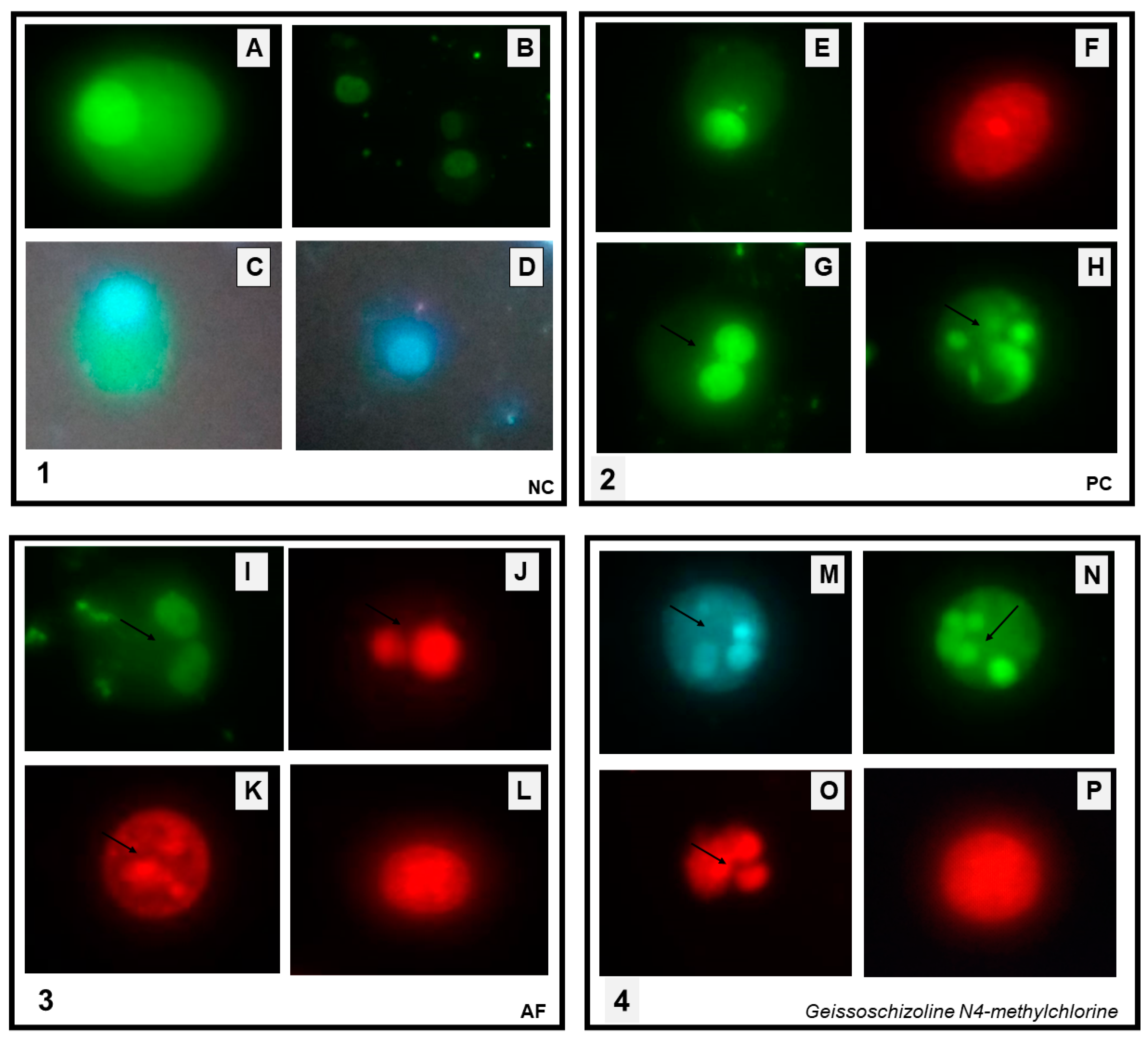 Pharmaceuticals 16 00765 g004 Pharmaceuticals 16 00765 g004