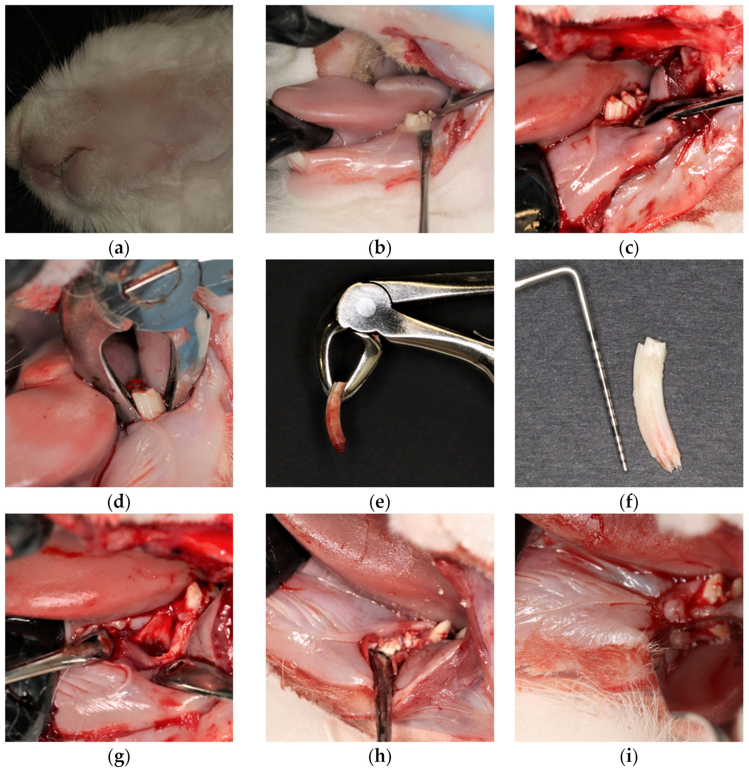 Pharmaceuticals 16 00774 g006a Pharmaceuticals 16 00774 g006a