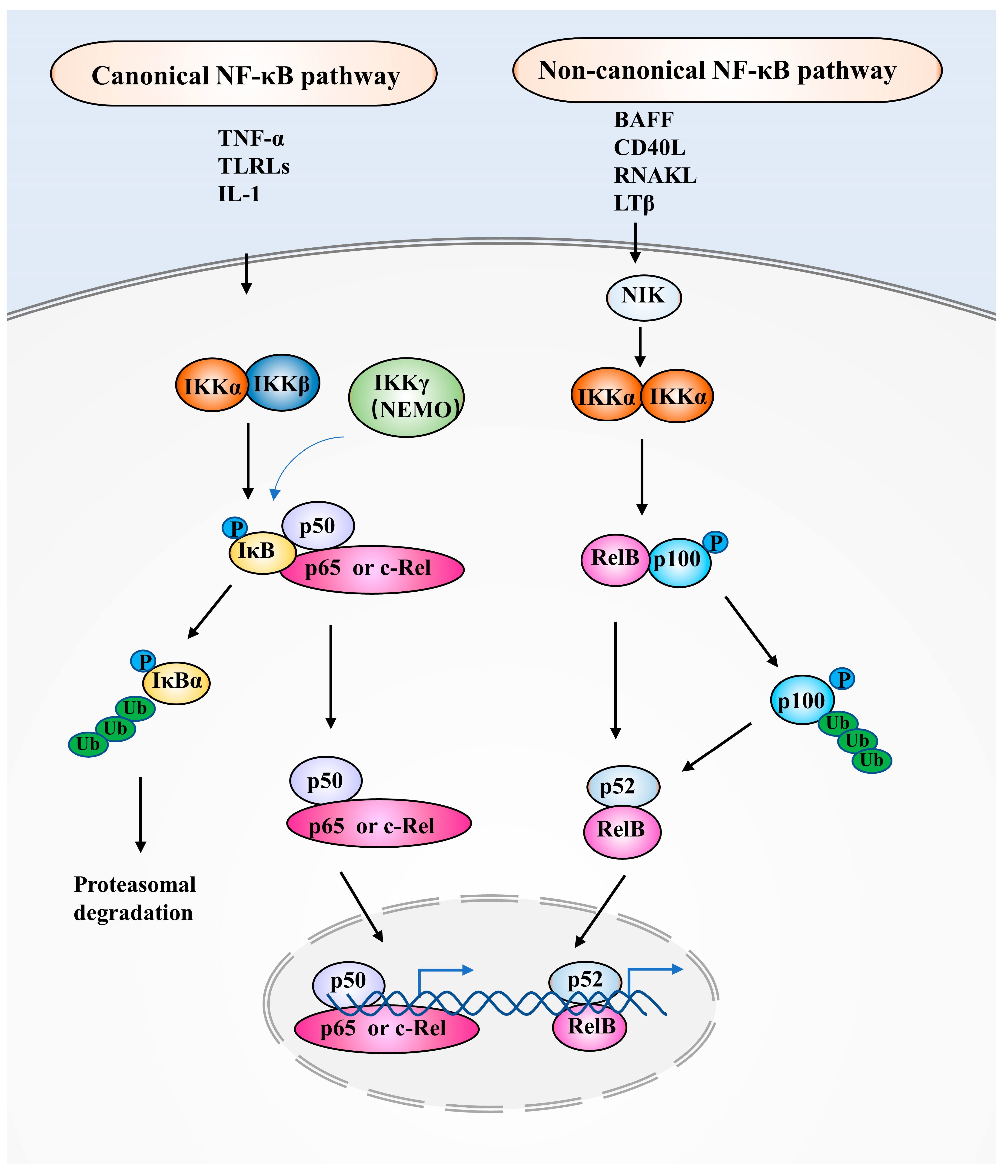 Pharmaceuticals 16 00783 g001 Pharmaceuticals 16 00783 g001