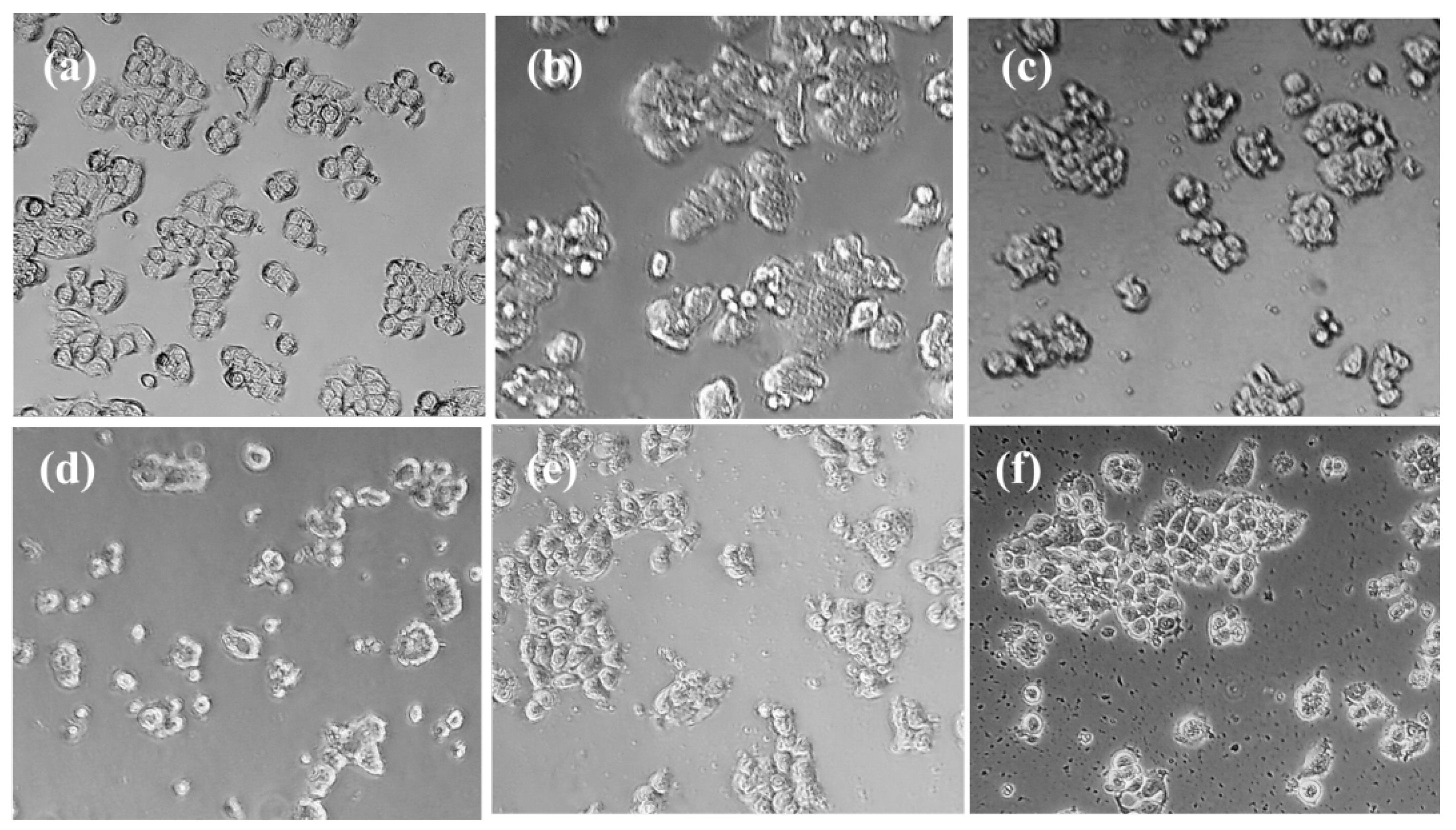 Pharmaceuticals 16 00808 g003 Pharmaceuticals 16 00808 g003