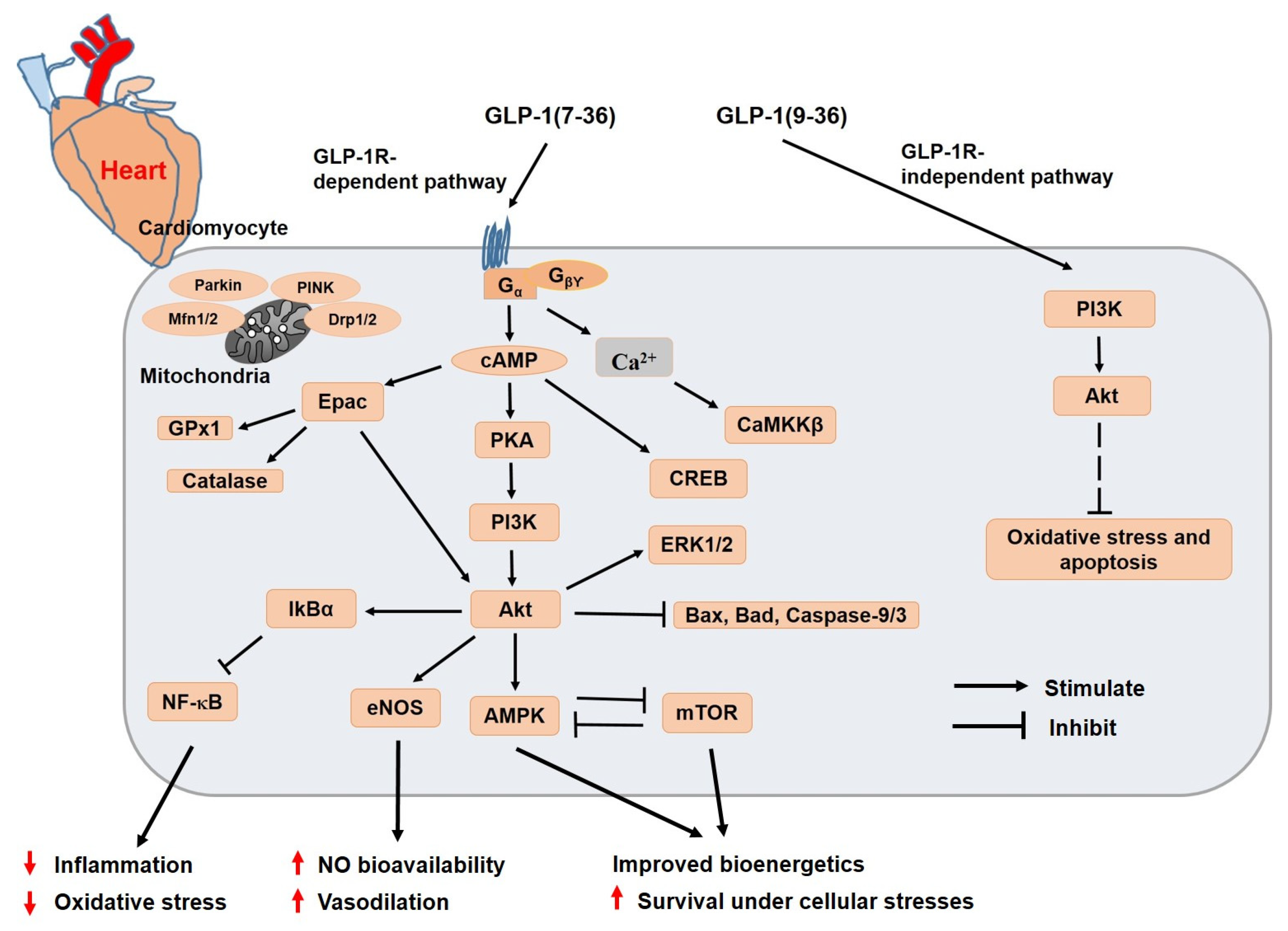 Pharmaceuticals 16 00836 g004