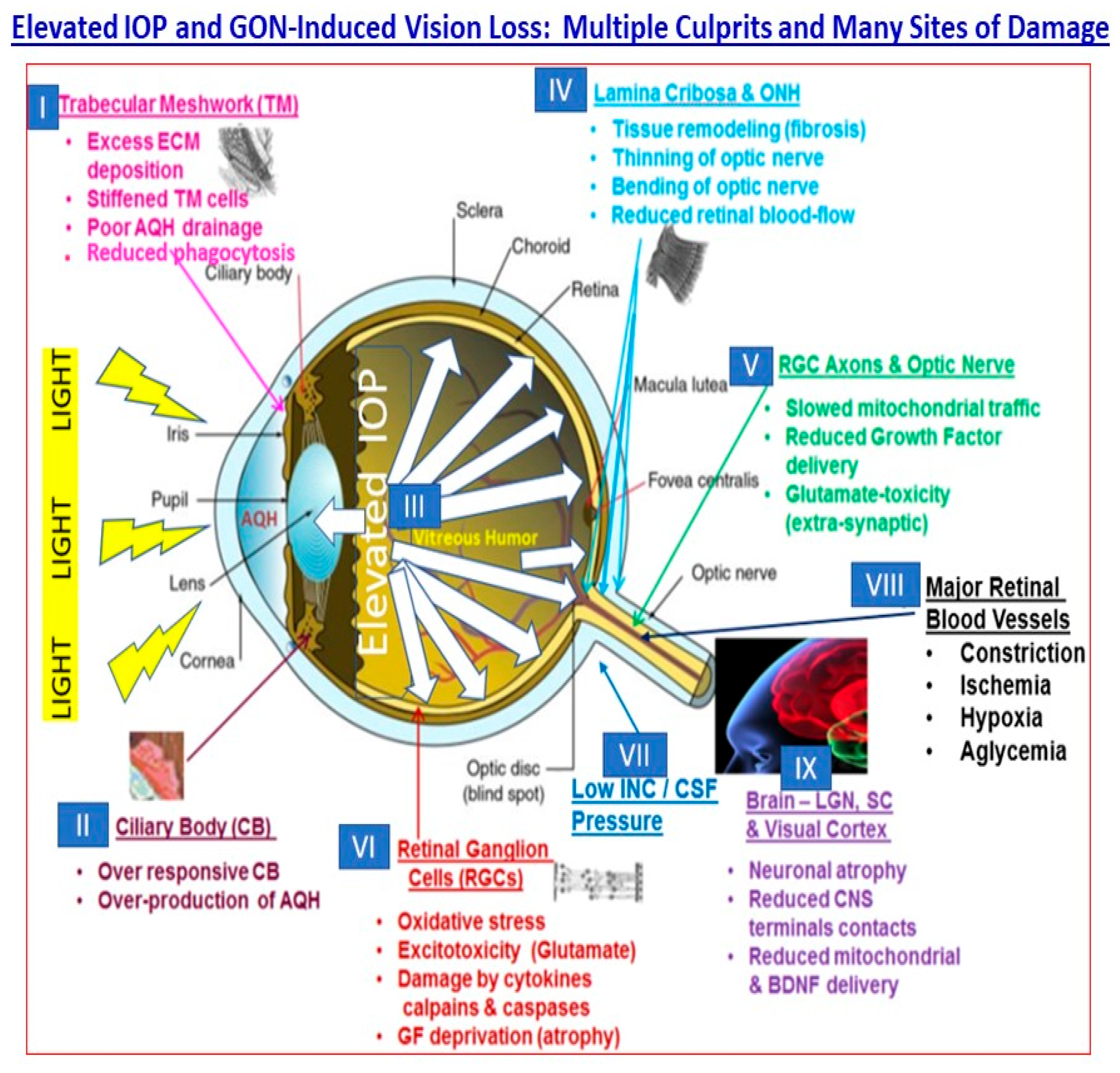 pharmaceuticals-free-full-text-elevated-intraocular-pressure-and