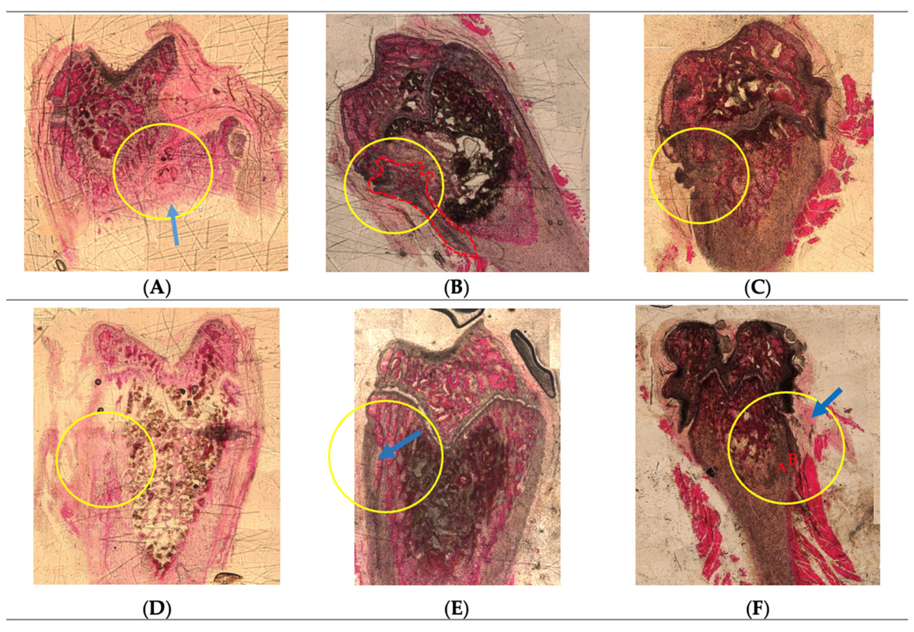 Pharmaceuticals 16 00876 g001