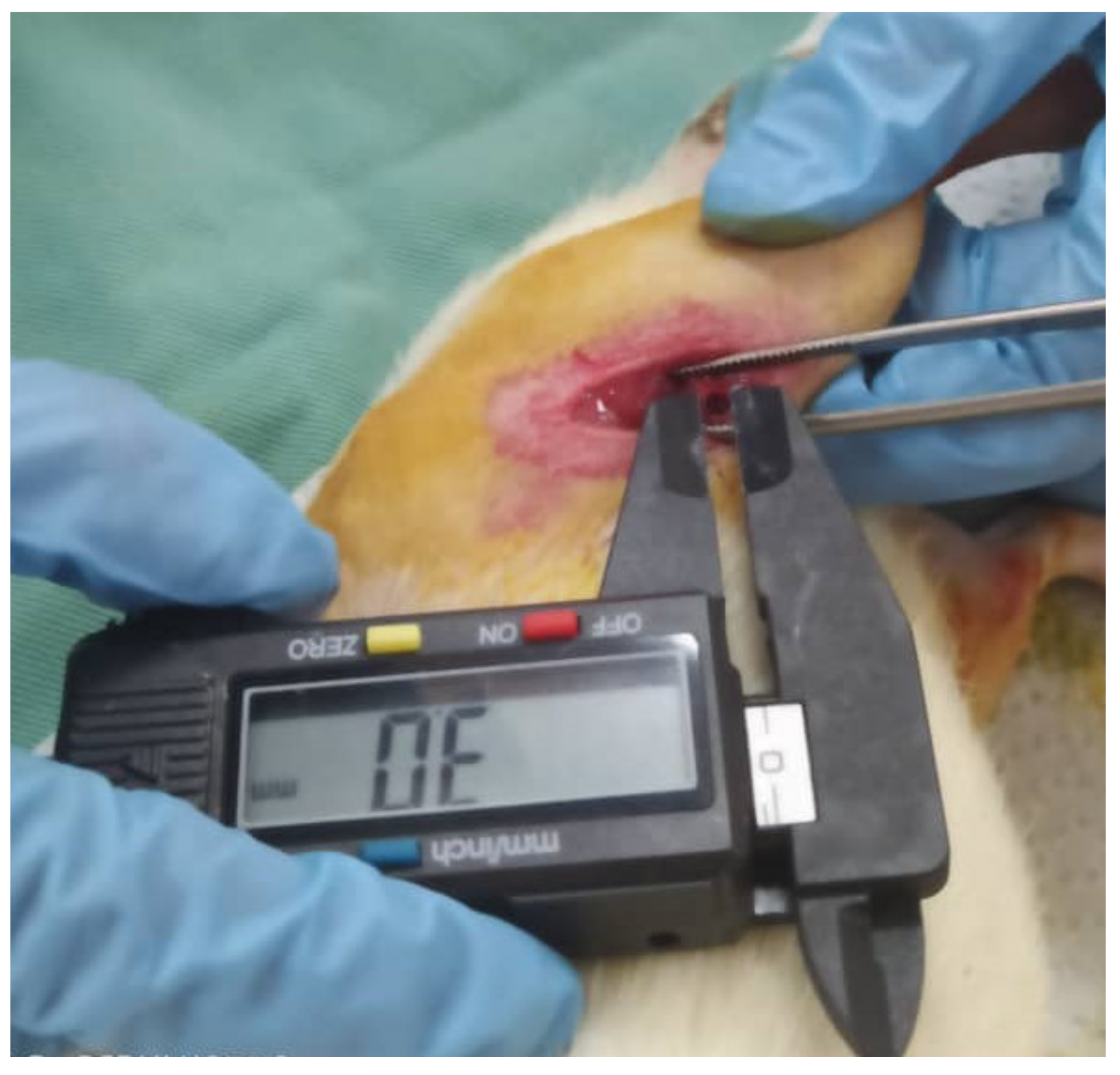 Pharmaceuticals 16 00876 g004