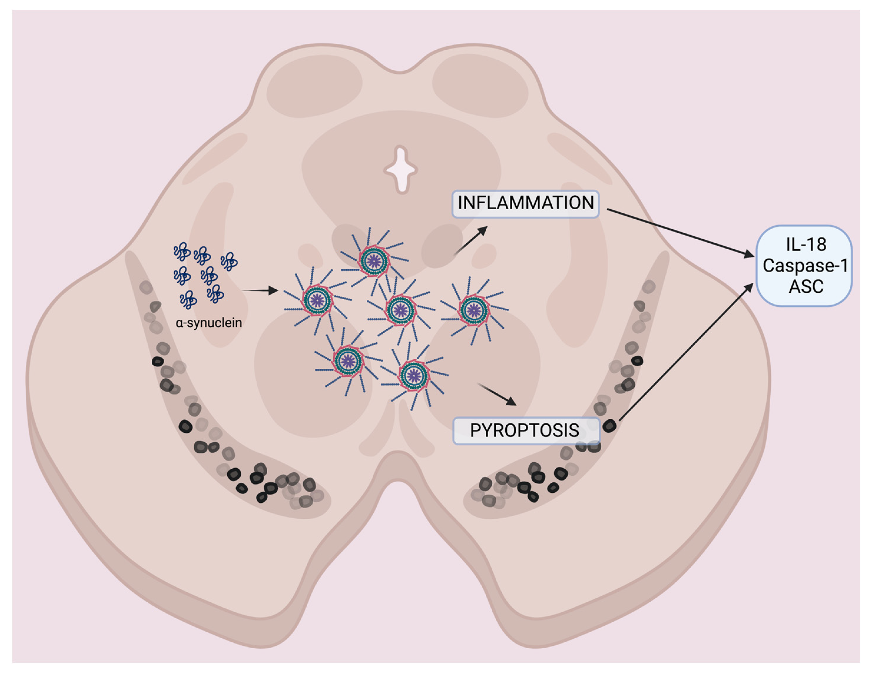 Pharmaceuticals 16 00883 g003