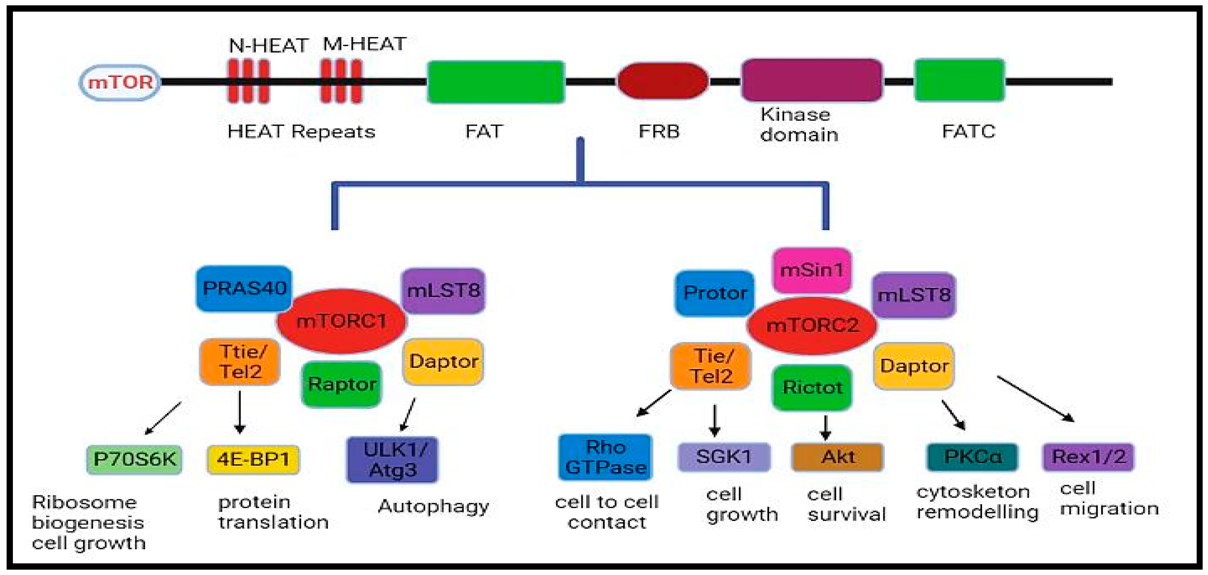 Pharmaceuticals 16 01004 g001 Pharmaceuticals 16 01004 g001
