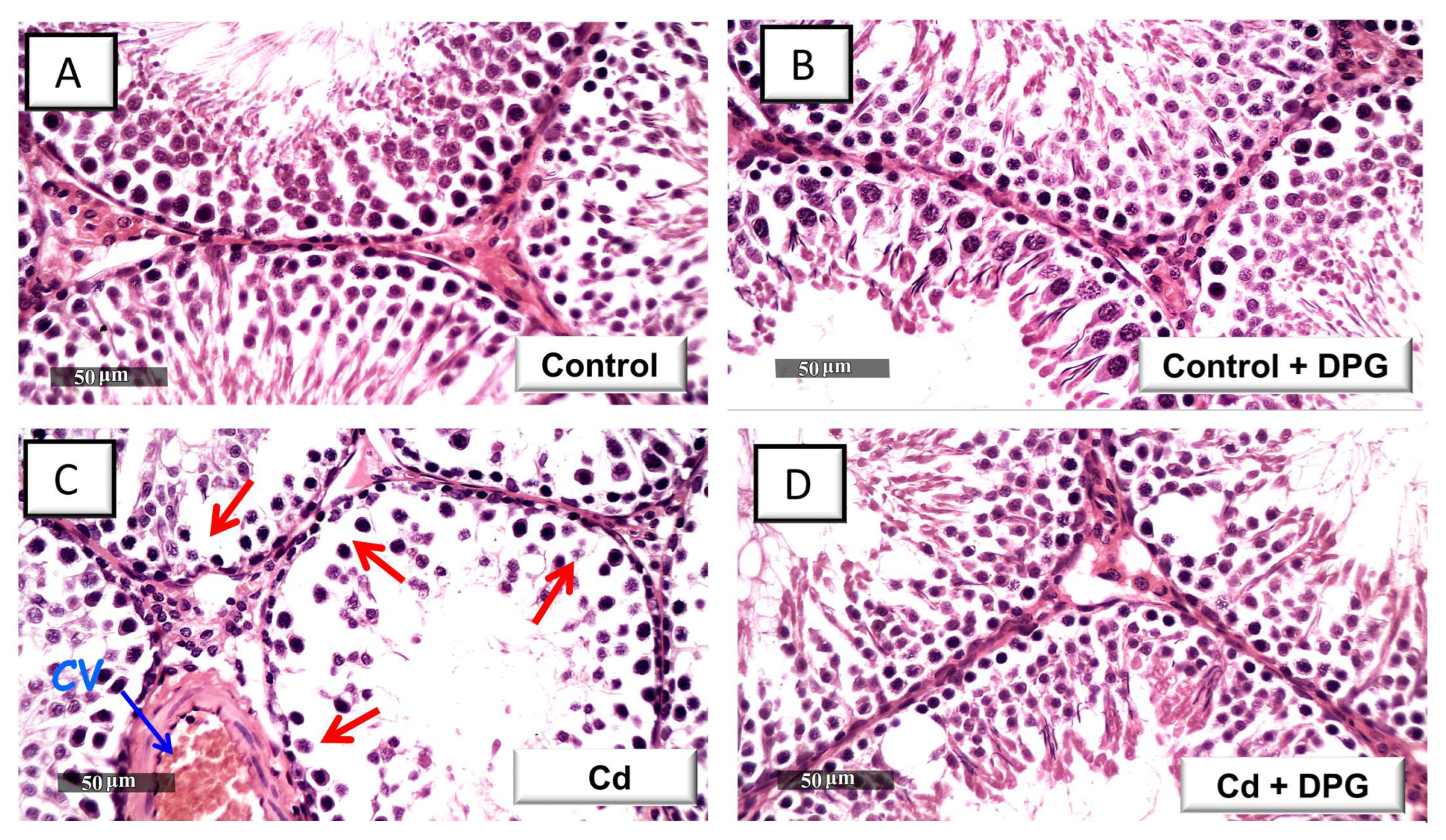 Pharmaceuticals 16 01006 g003a Pharmaceuticals 16 01006 g003a