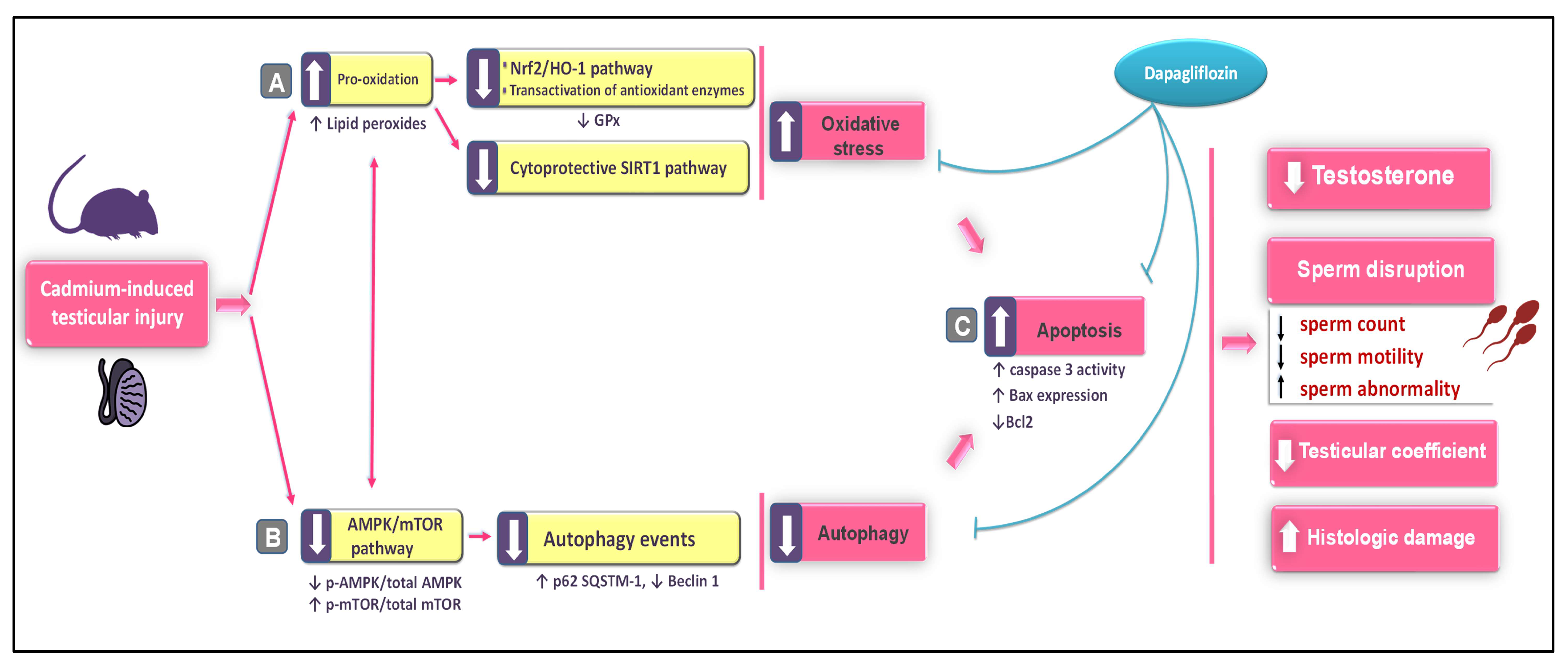 Pharmaceuticals 16 01006 g009 Pharmaceuticals 16 01006 g009
