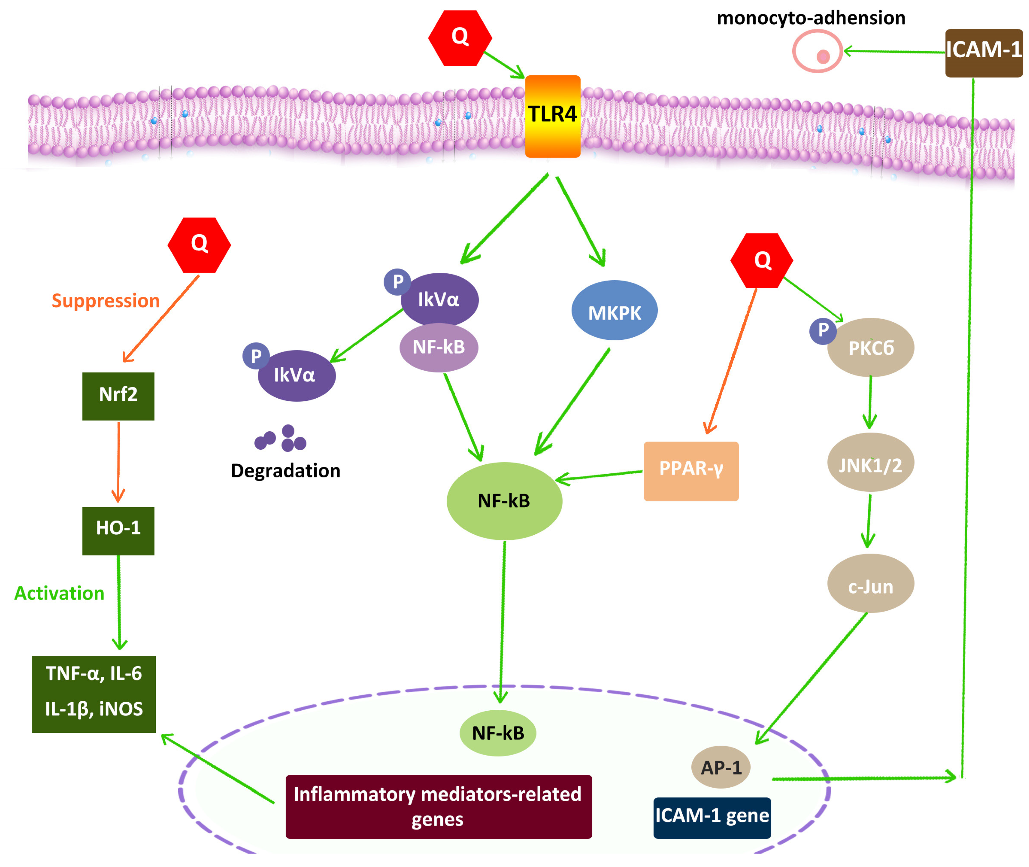 Pharmaceuticals 16 01020 g004 Pharmaceuticals 16 01020 g004