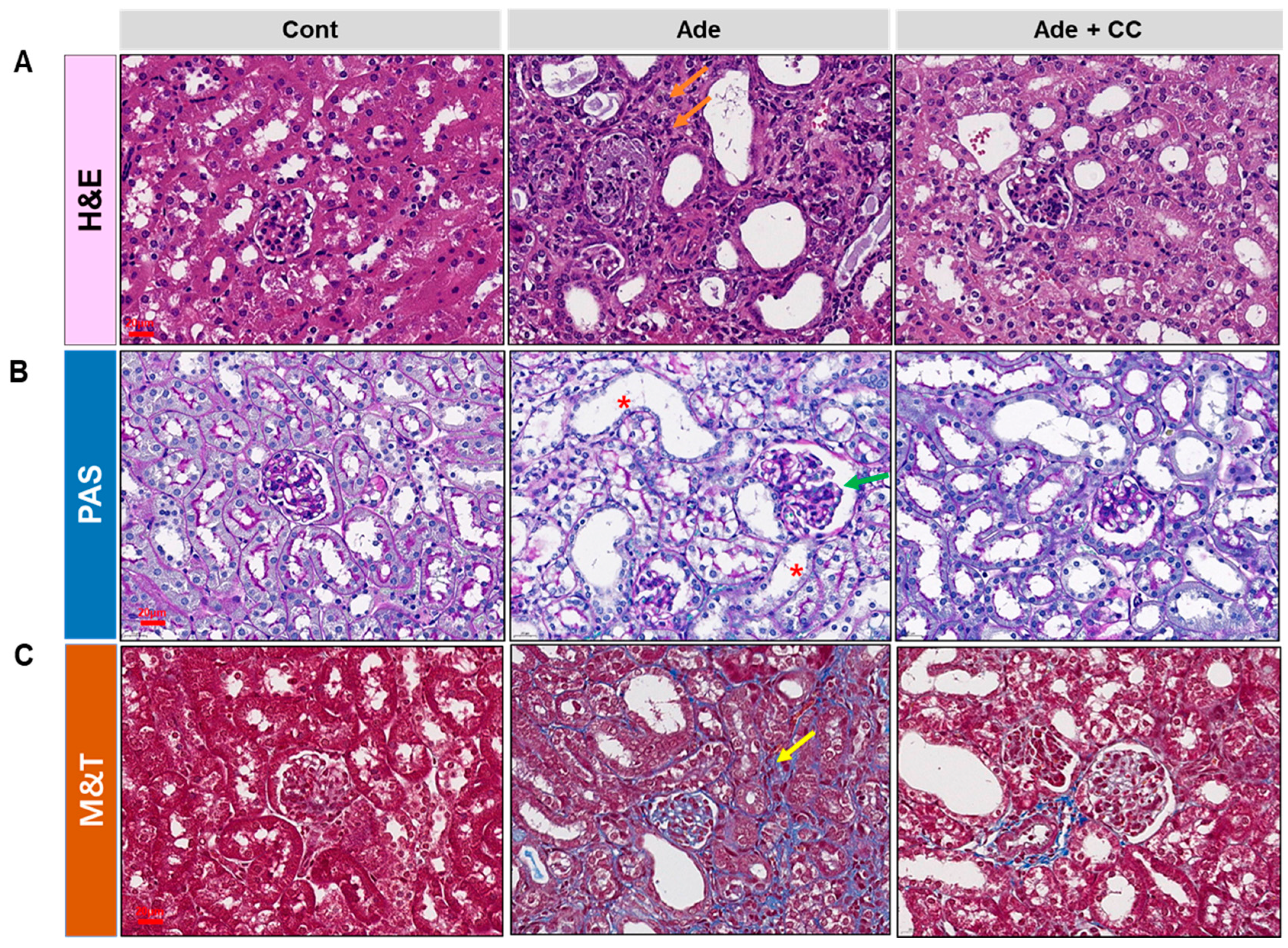 Pharmaceuticals 16 01048 g003a Pharmaceuticals 16 01048 g003a