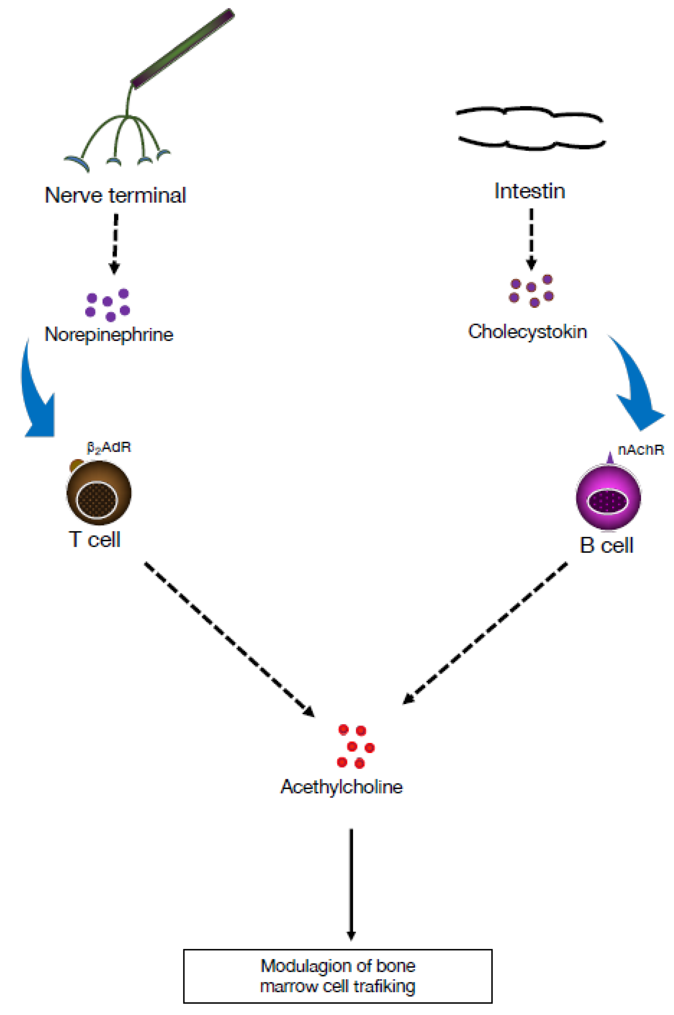 Pharmaceuticals 16 01089 g002 Pharmaceuticals 16 01089 g002