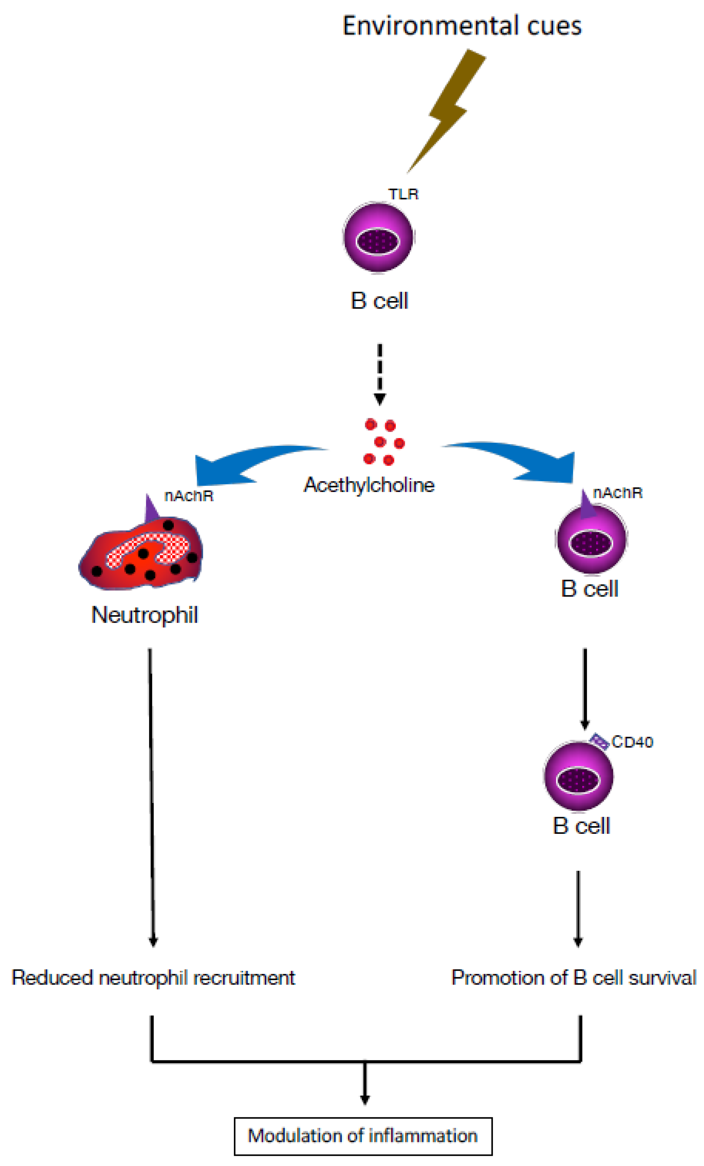 Pharmaceuticals 16 01089 g003 Pharmaceuticals 16 01089 g003
