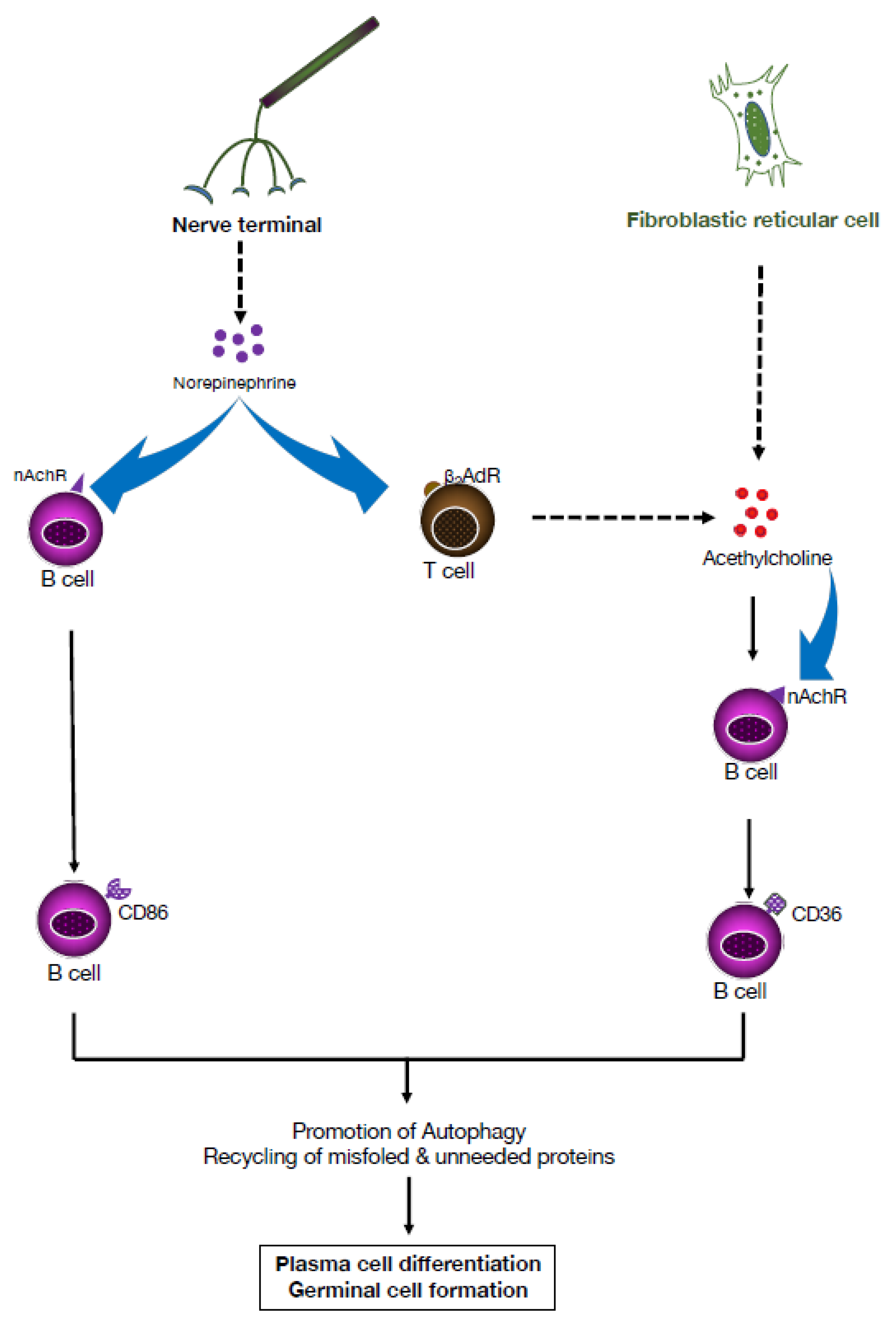 Pharmaceuticals 16 01089 g005 Pharmaceuticals 16 01089 g005