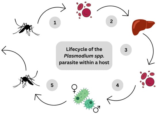 Pharmaceuticals | Free Full-Text | Honey as a Natural