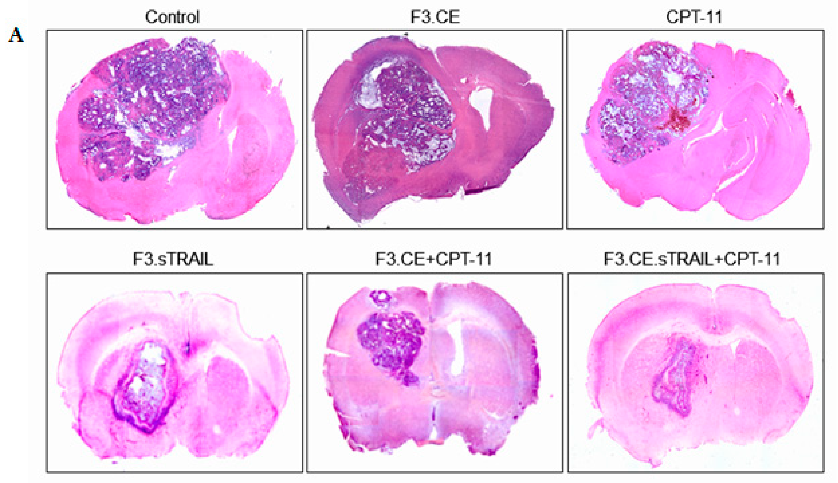 Pharmaceuticals 16 01156 g007a Pharmaceuticals 16 01156 g007a