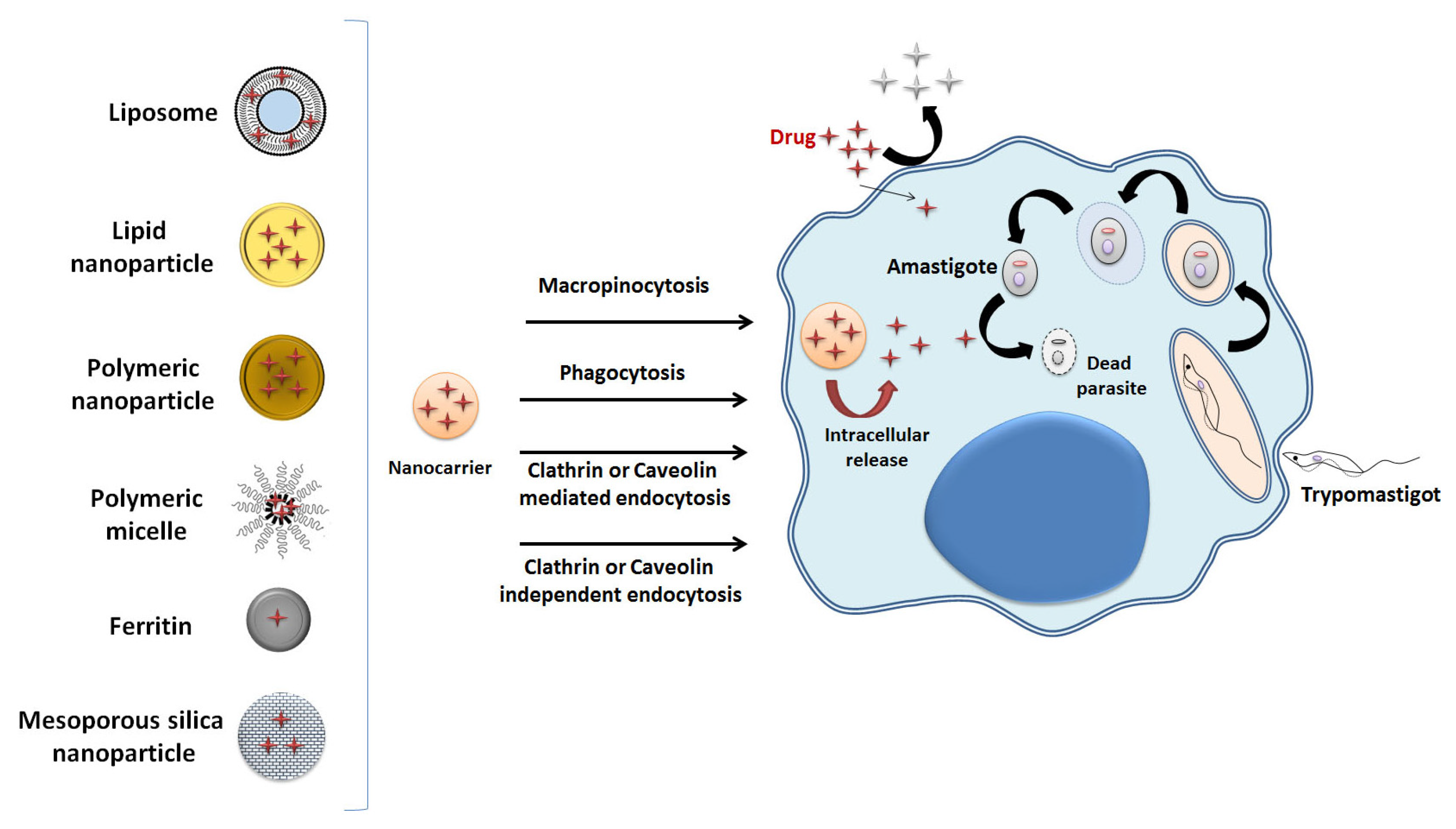 Pharmaceuticals 16 01163 g002 Pharmaceuticals 16 01163 g002