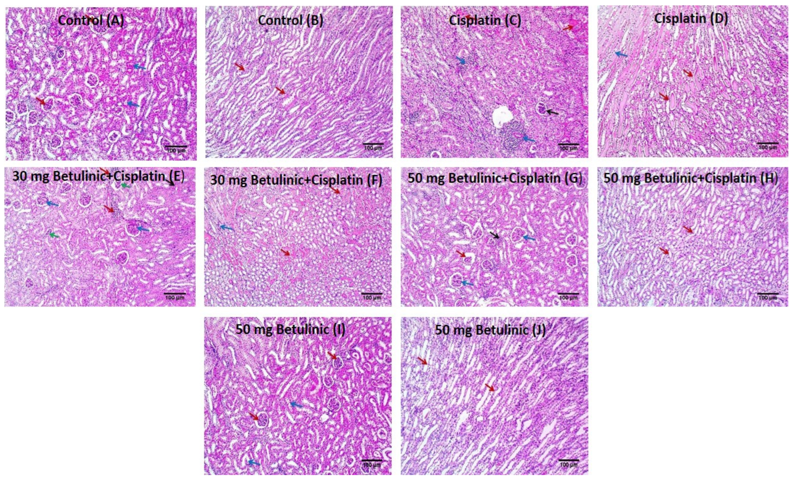Pharmaceuticals 16 01180 g006 Pharmaceuticals 16 01180 g006