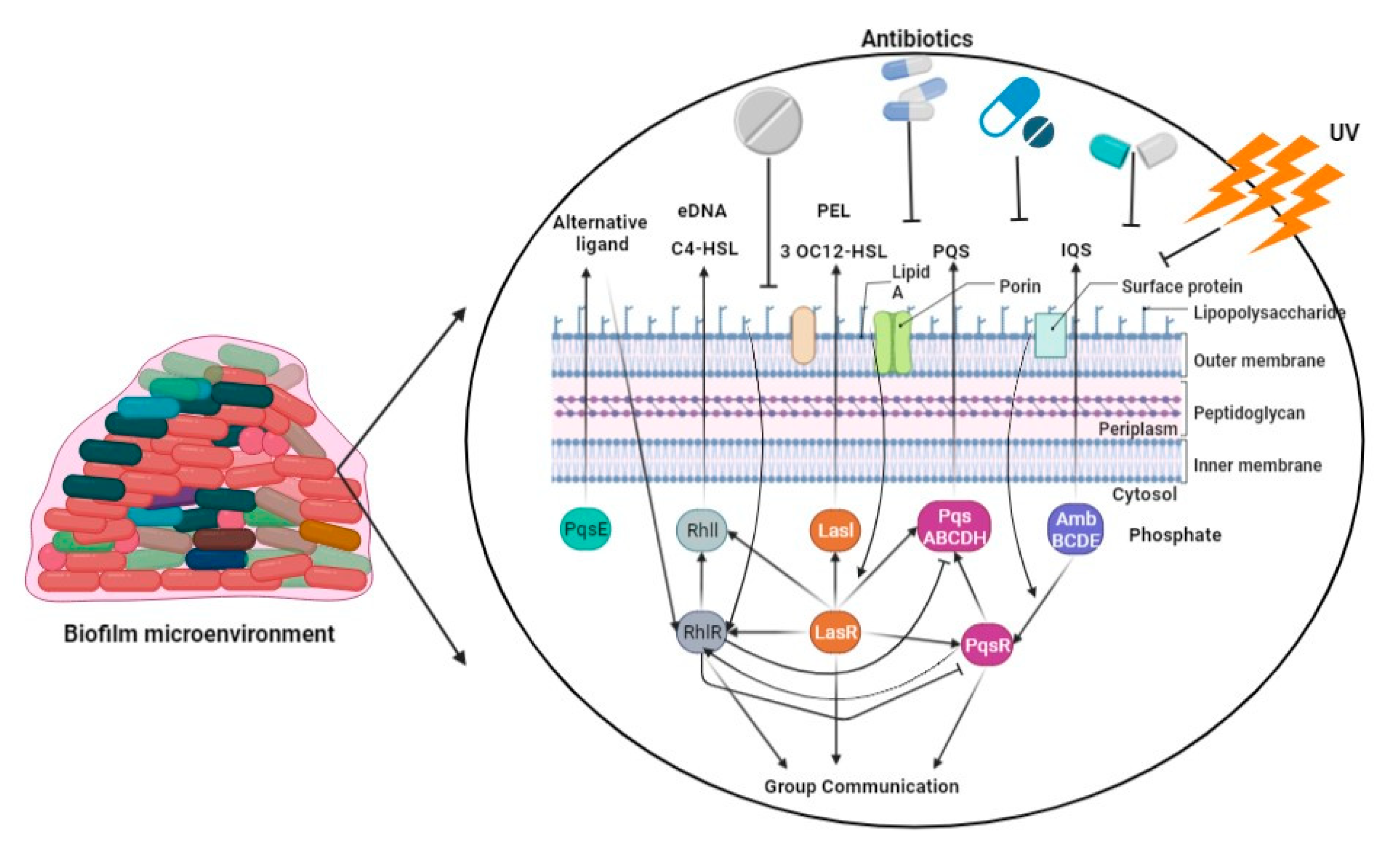 Pharmaceuticals 16 01230 g002 Pharmaceuticals 16 01230 g002