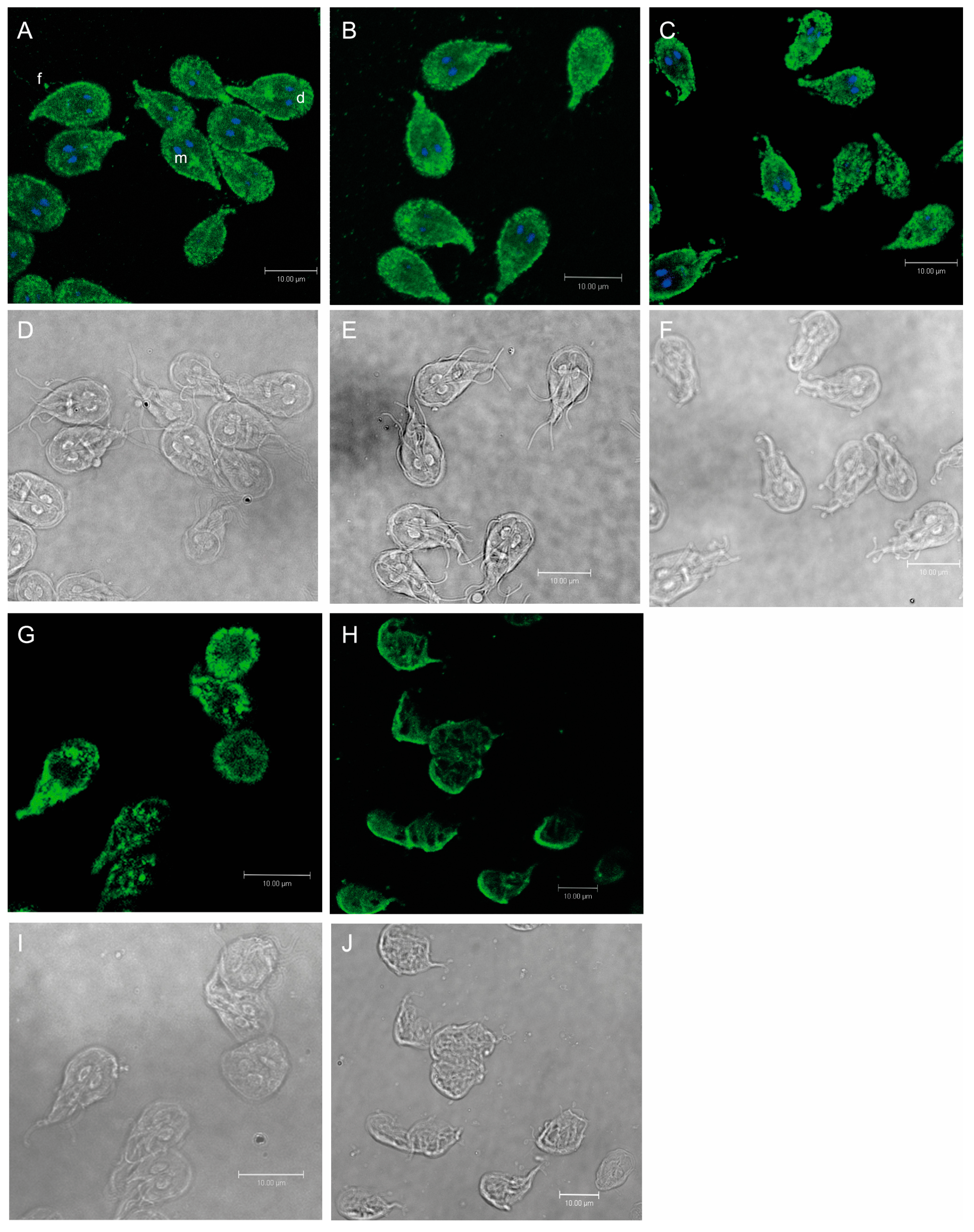 Pharmaceuticals 16 01332 g006