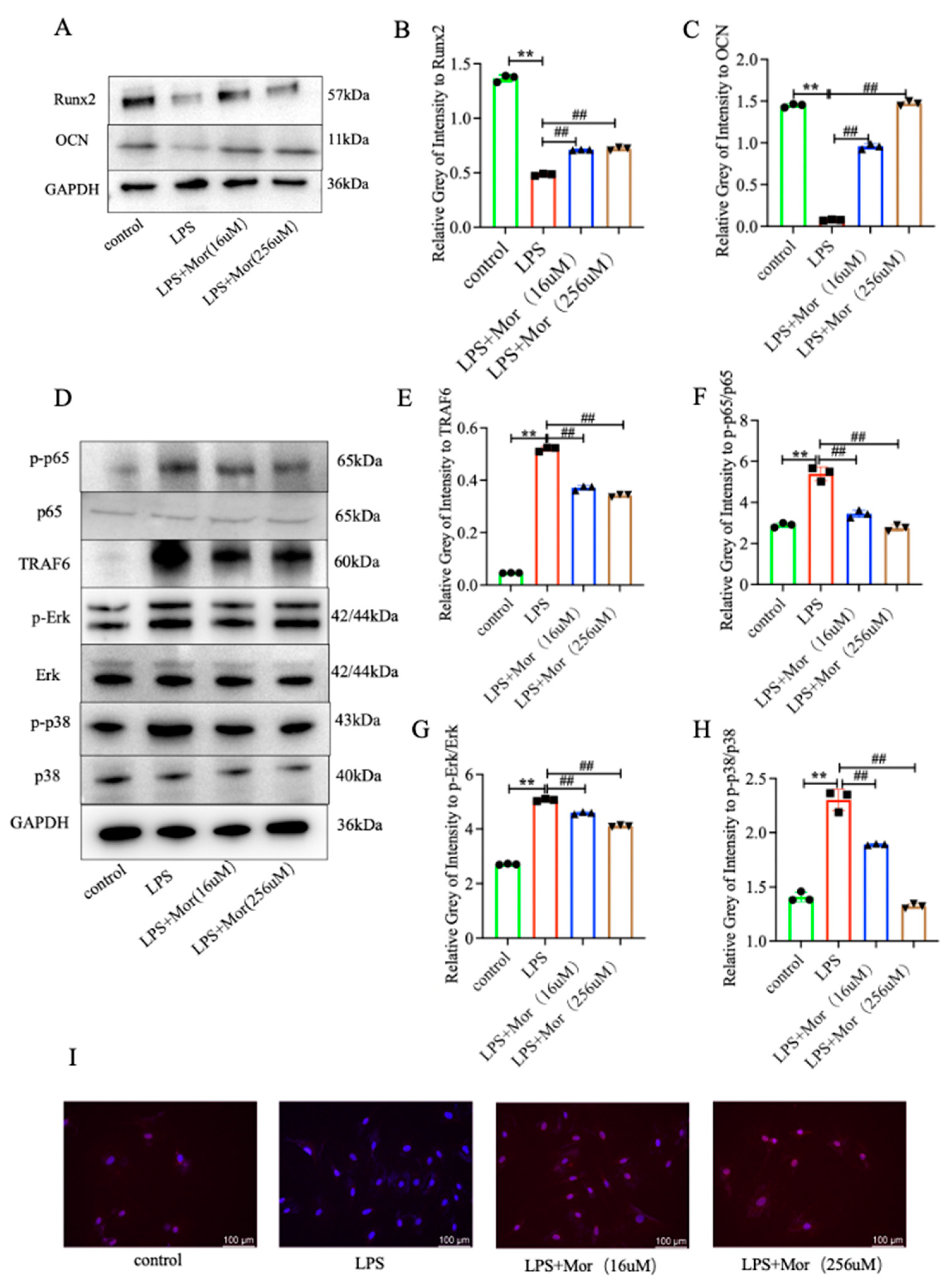 Pharmaceuticals 16 01438 g004