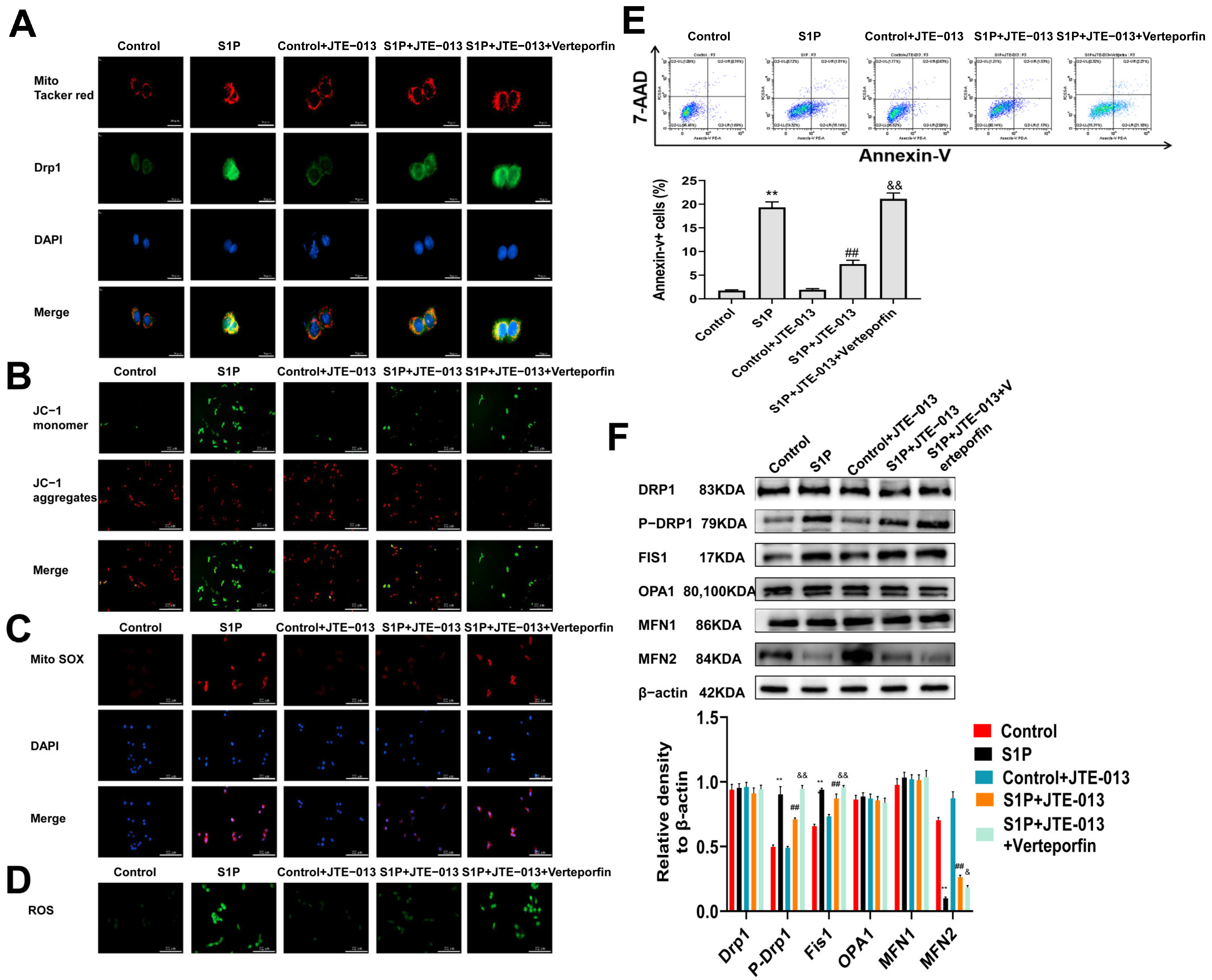 Pharmaceuticals 16 01444 g006