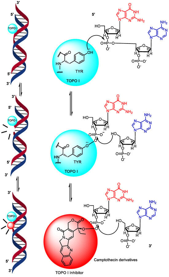 Pharmaceuticals Free Full Text Prospects Of Topoisomerase Inhibitors As Promising Anti