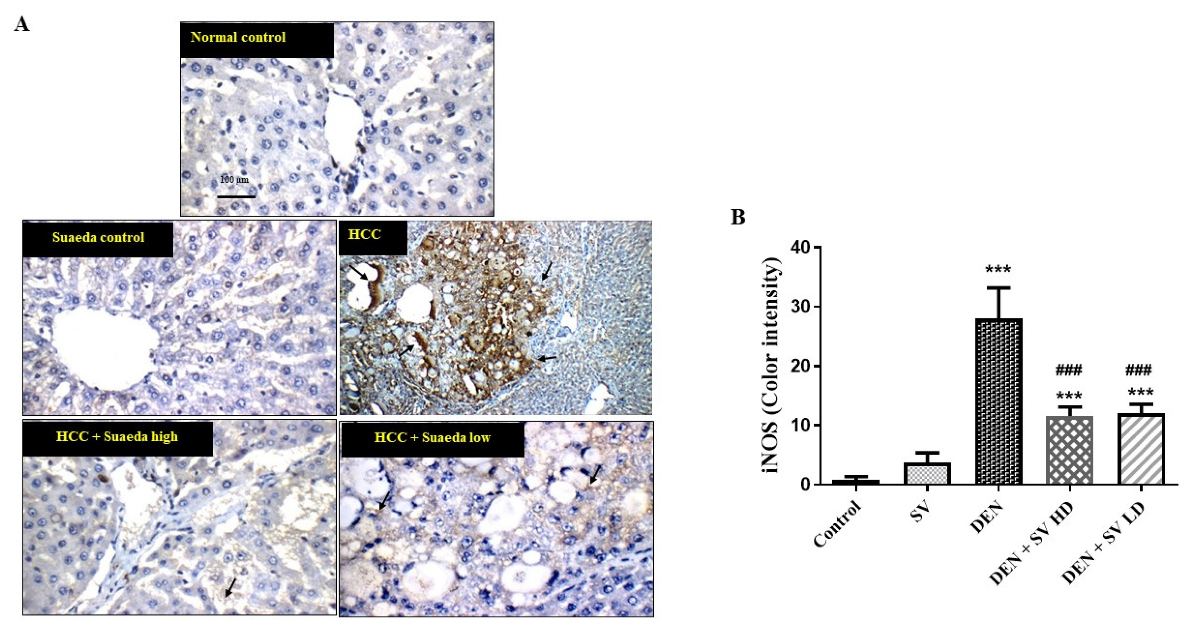 Pharmaceuticals 16 01470 g005 Pharmaceuticals 16 01470 g005