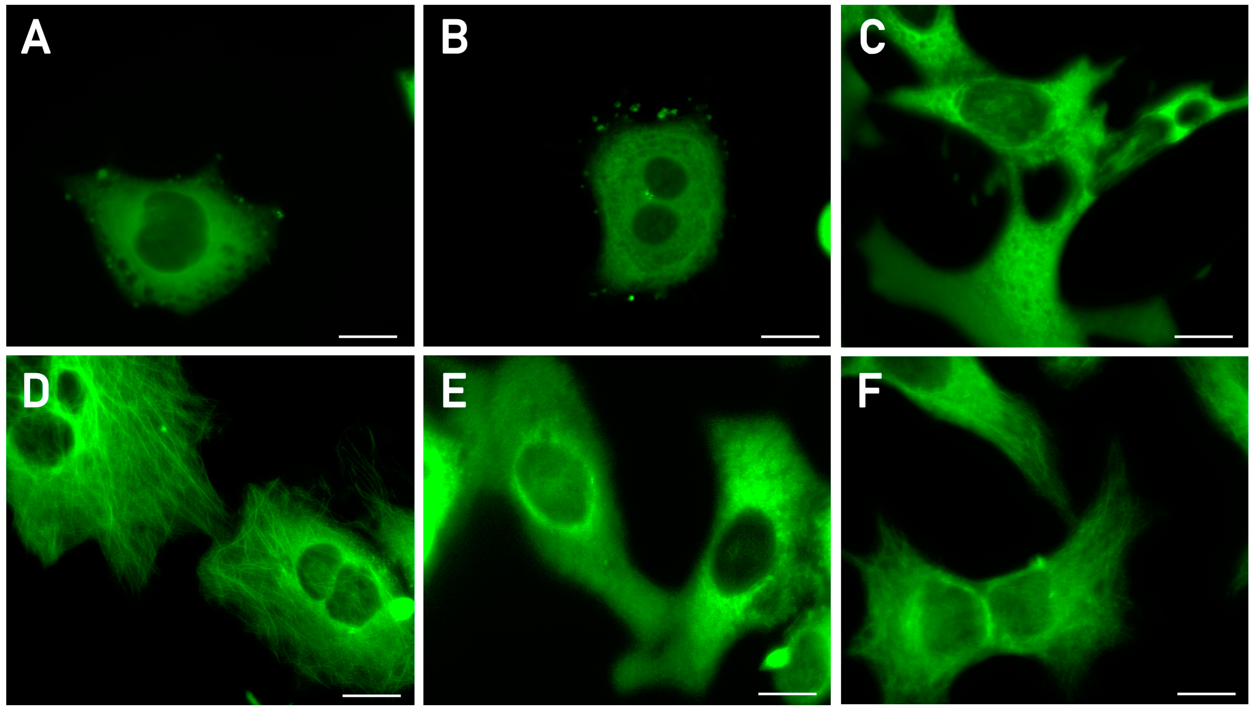 Pharmaceuticals 16 01499 g002