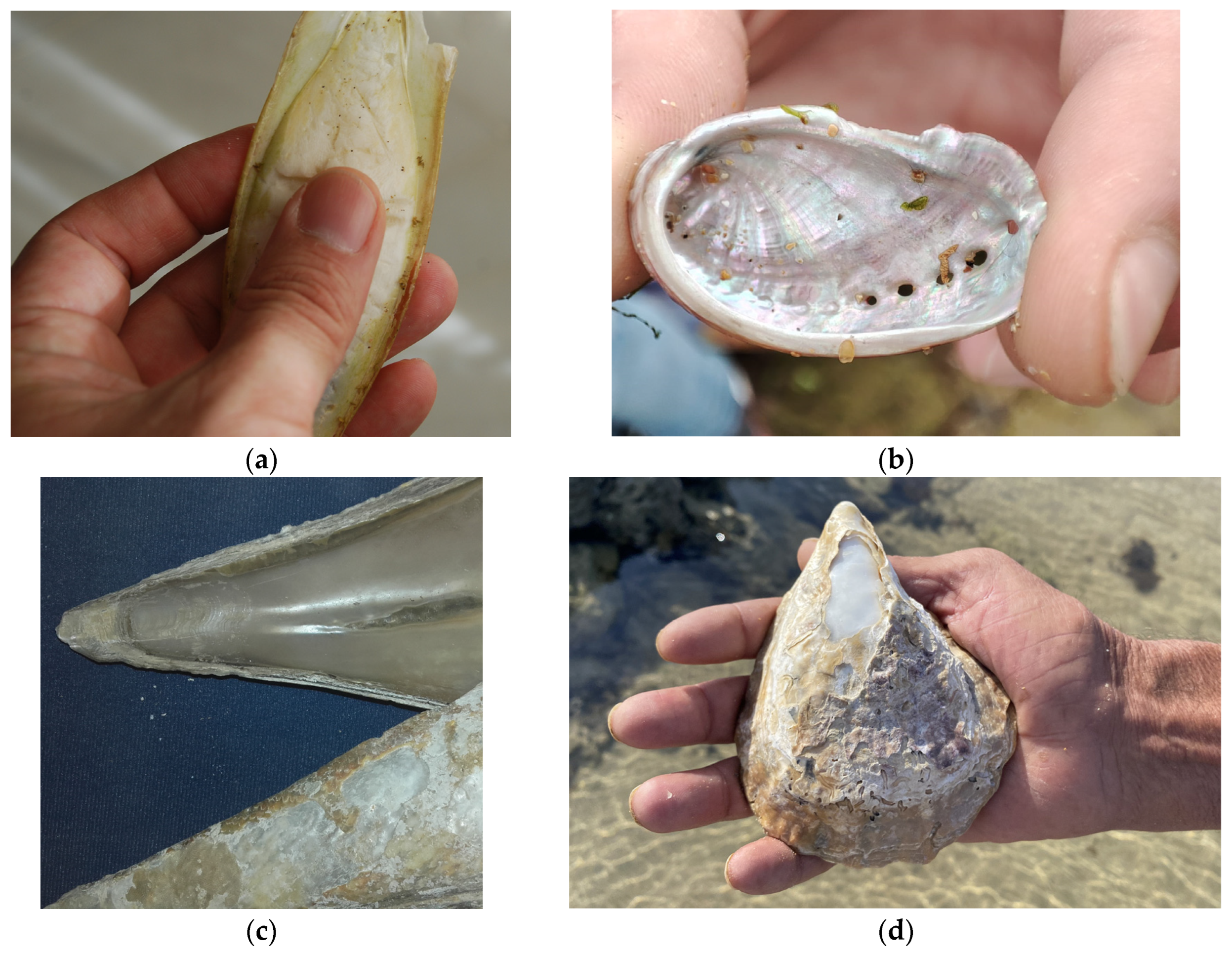 Mother of Pearl: Continuous Inspiration for Material Development